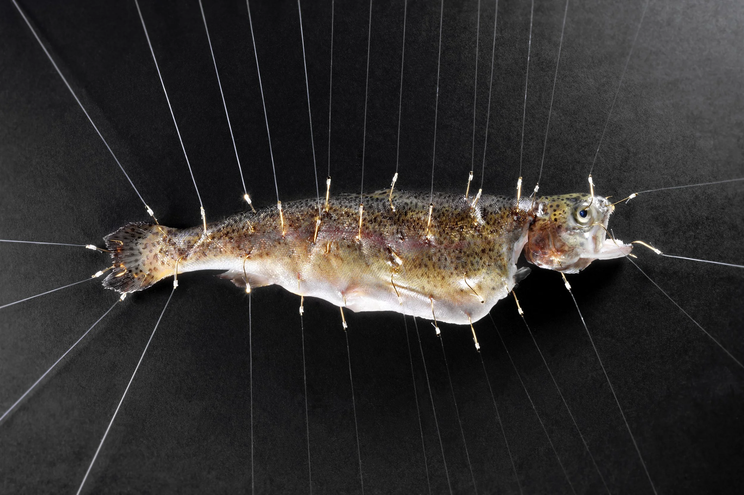 Still Life Fish Trout Kaj ter Borgh Photography.jpg