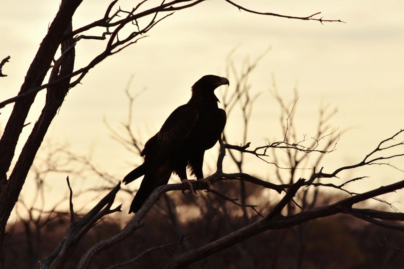 Silhouette of a large bird, possibly an eagle, perched on a leafless tree branch during sunset or sunrise.