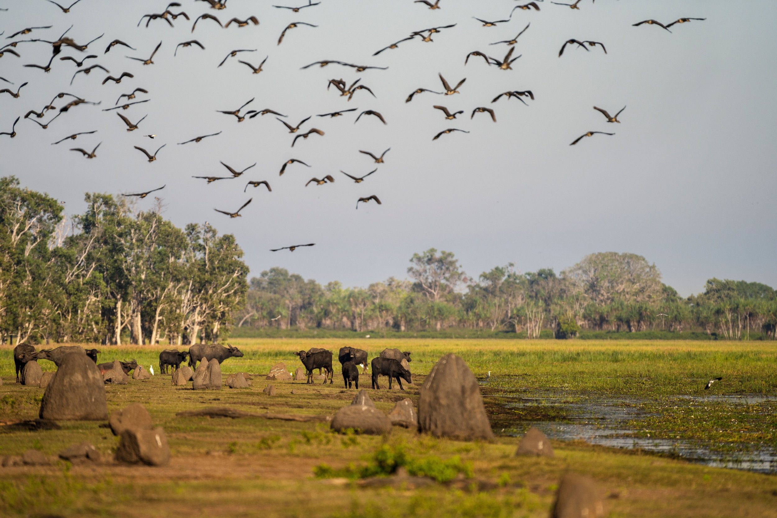 A flock of birds flying in the sky over a landscape with trees and grazing buffalo.