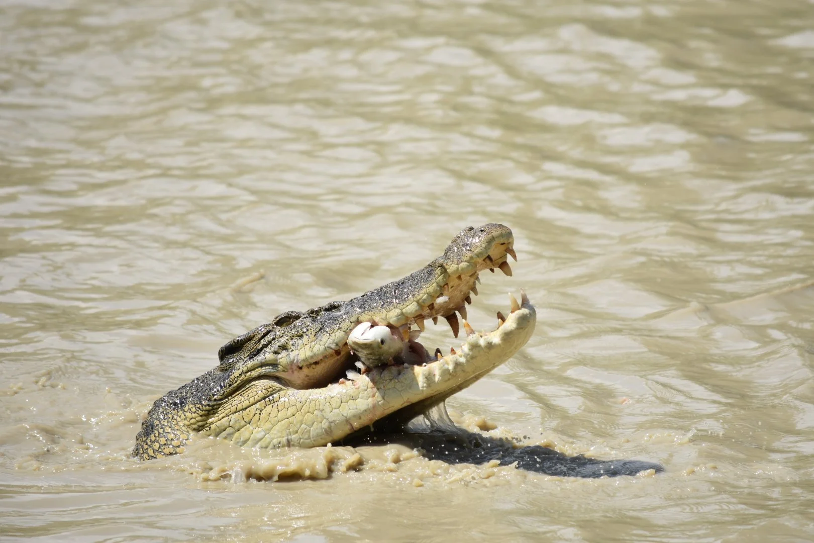 A crocodile with its mouth open in murky water, with a fish inside its mouth.