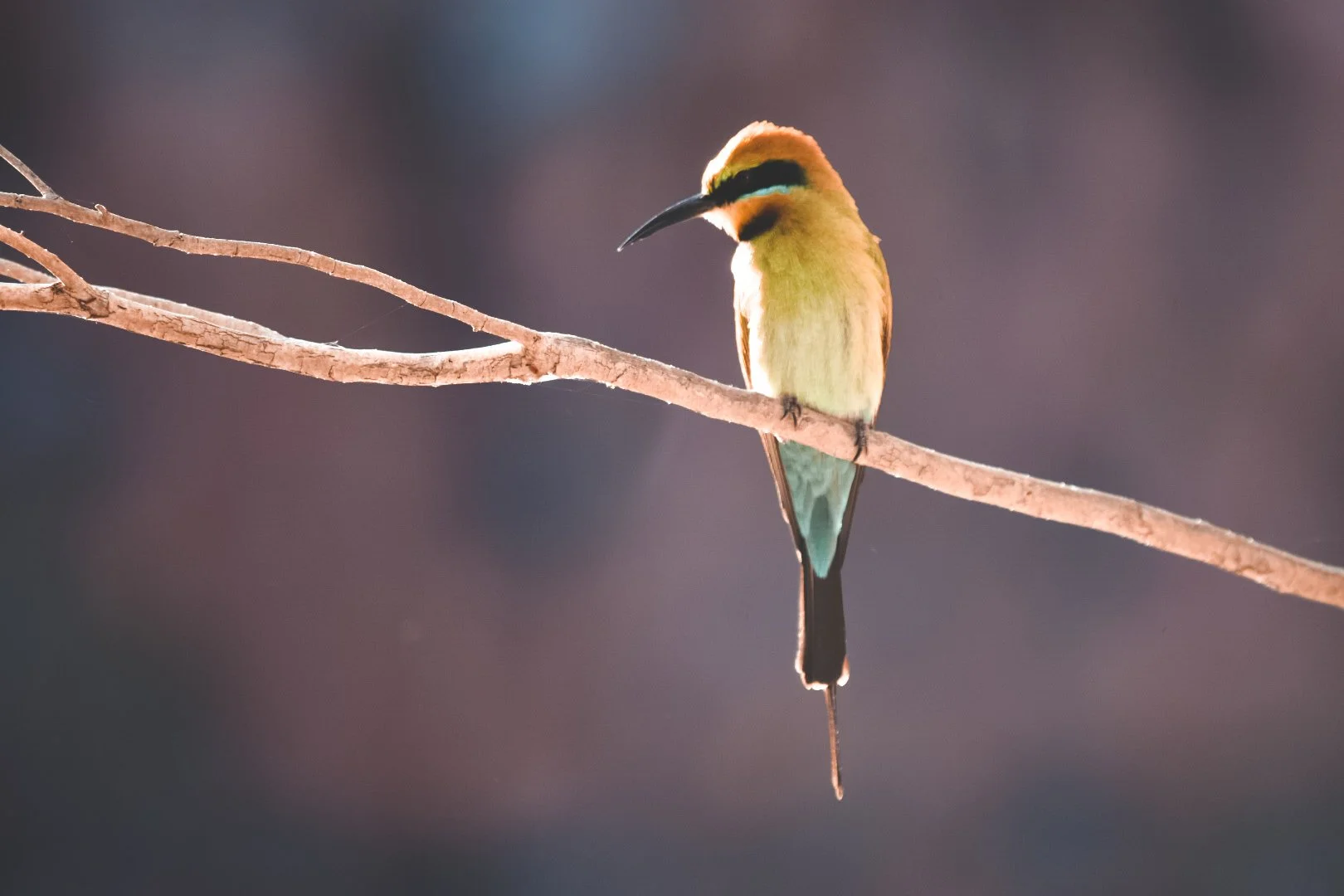 A colorful bird with a black and yellow head and green and blue body perched on a thin, leafless branch against a blurred, dark background.