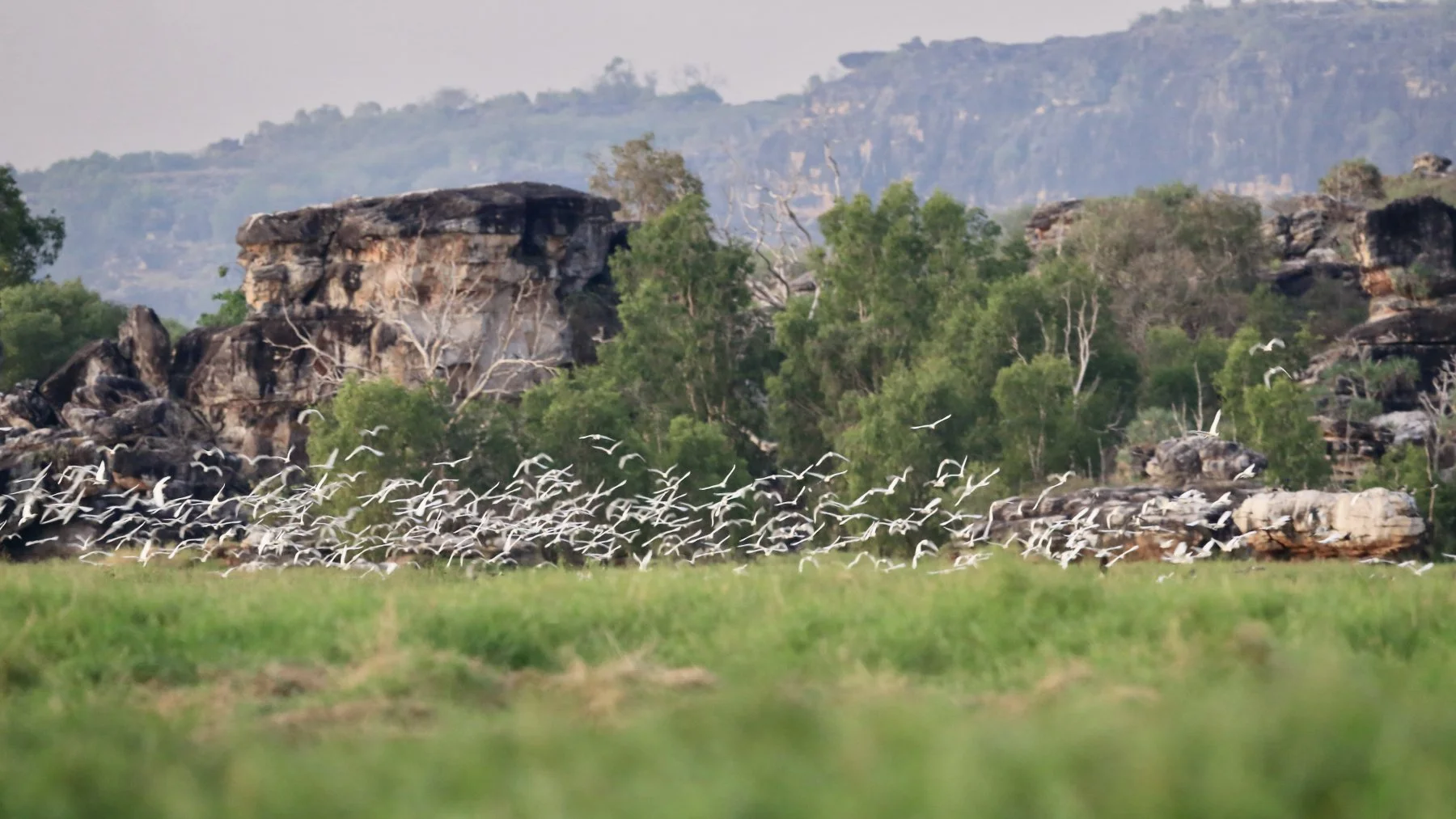 A landscape of rocky hills and green trees with numerous white birds flying over a grassy field.