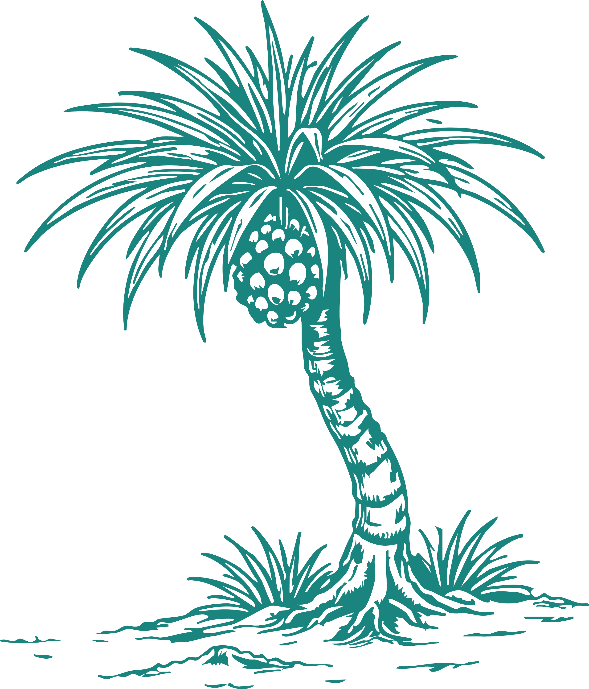 Illustration of a palm tree with a curved trunk, fronds extending outward, and a cluster of coconuts at the center of the top of the trunk.
