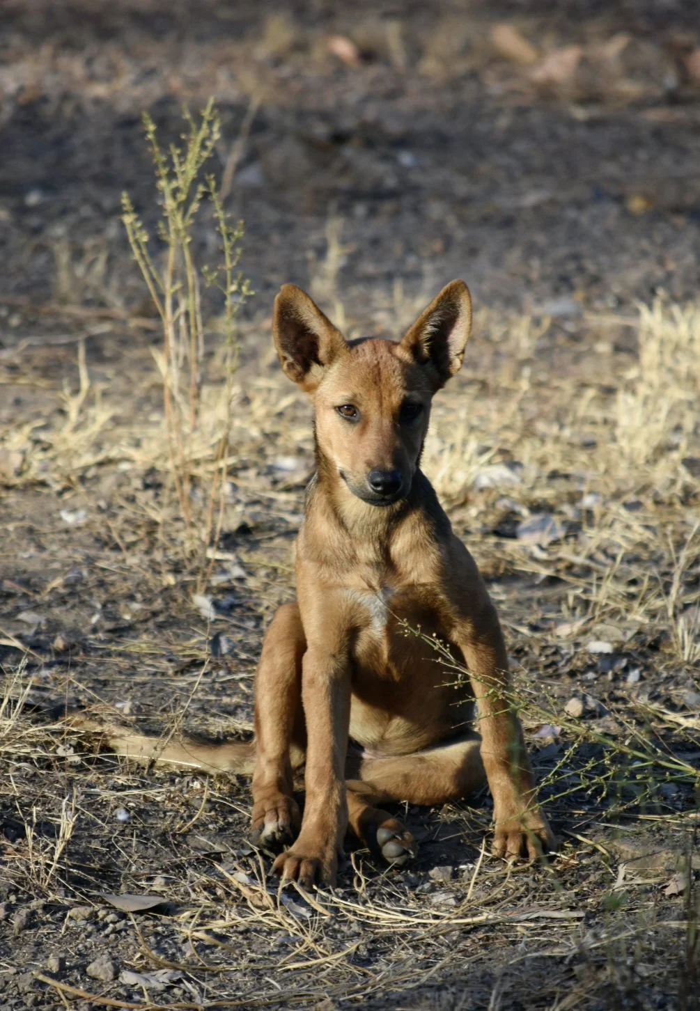 A young brown dog with erect ears sitting on dry, desert-like ground with sparse vegetation and small plants.