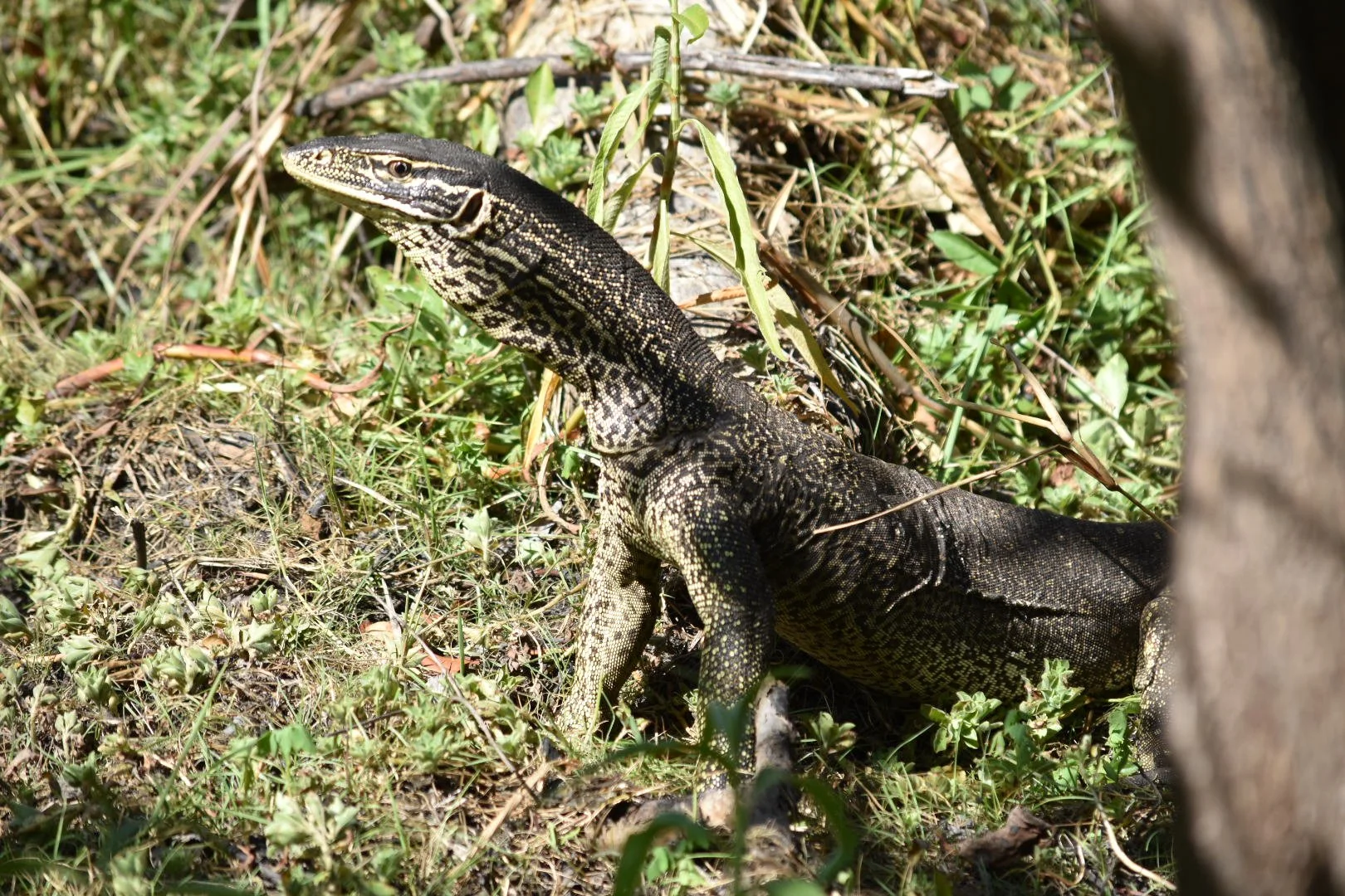 A large black and yellow lizard with a patterned body and long tail on grass and dirt, surrounded by sparse vegetation.