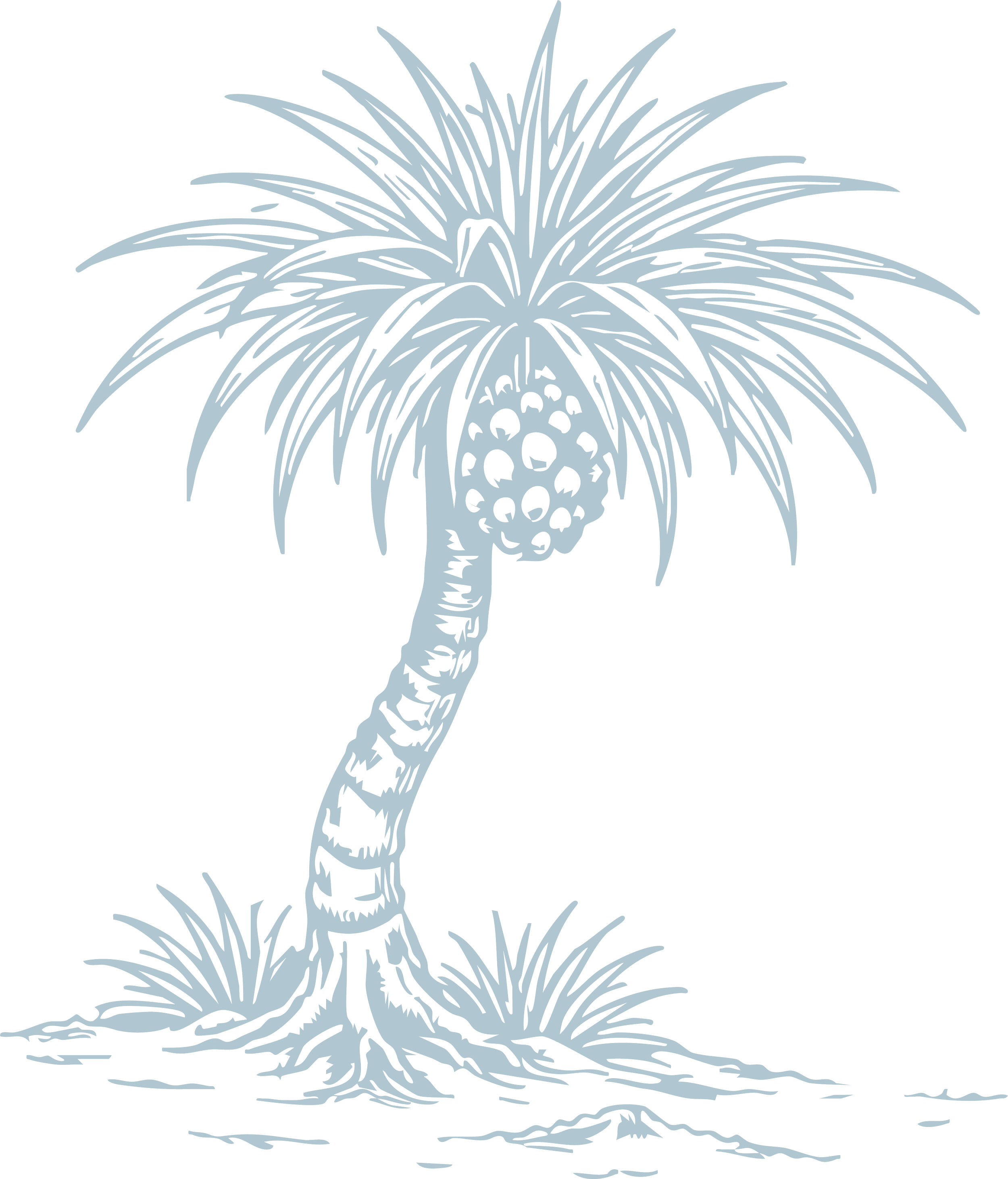 Illustration of a palm tree with and a cluster of coconuts at the top, on a black background.