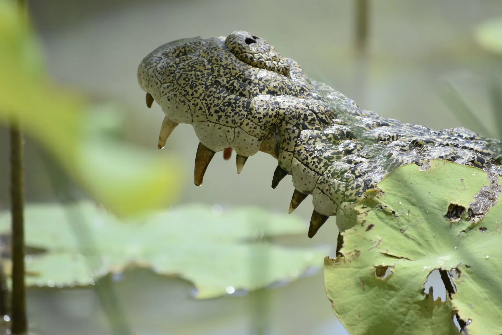 Close-up of a caterpillar on a green leaf with water droplets, surrounded by lily pads in a pond.