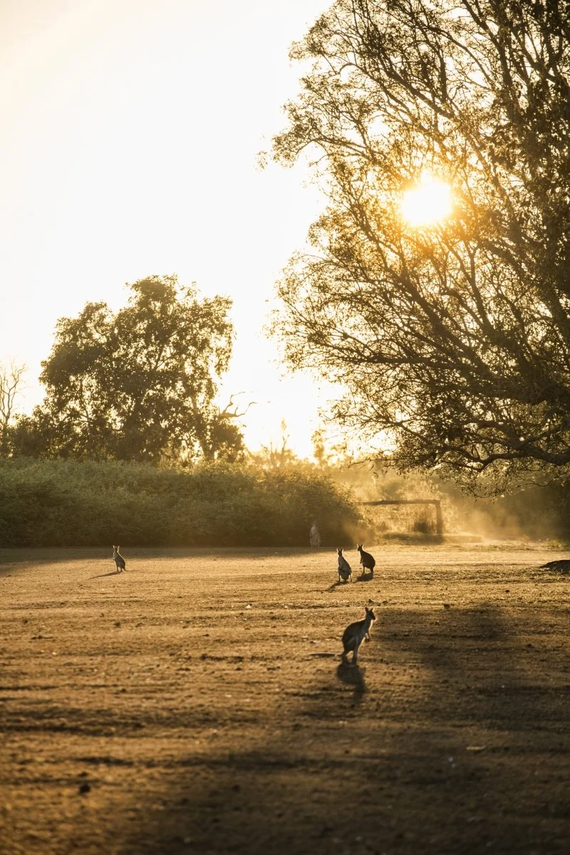 A group of kangaroos resting on a dirt field at sunset with large trees and a clear sky in the background.
