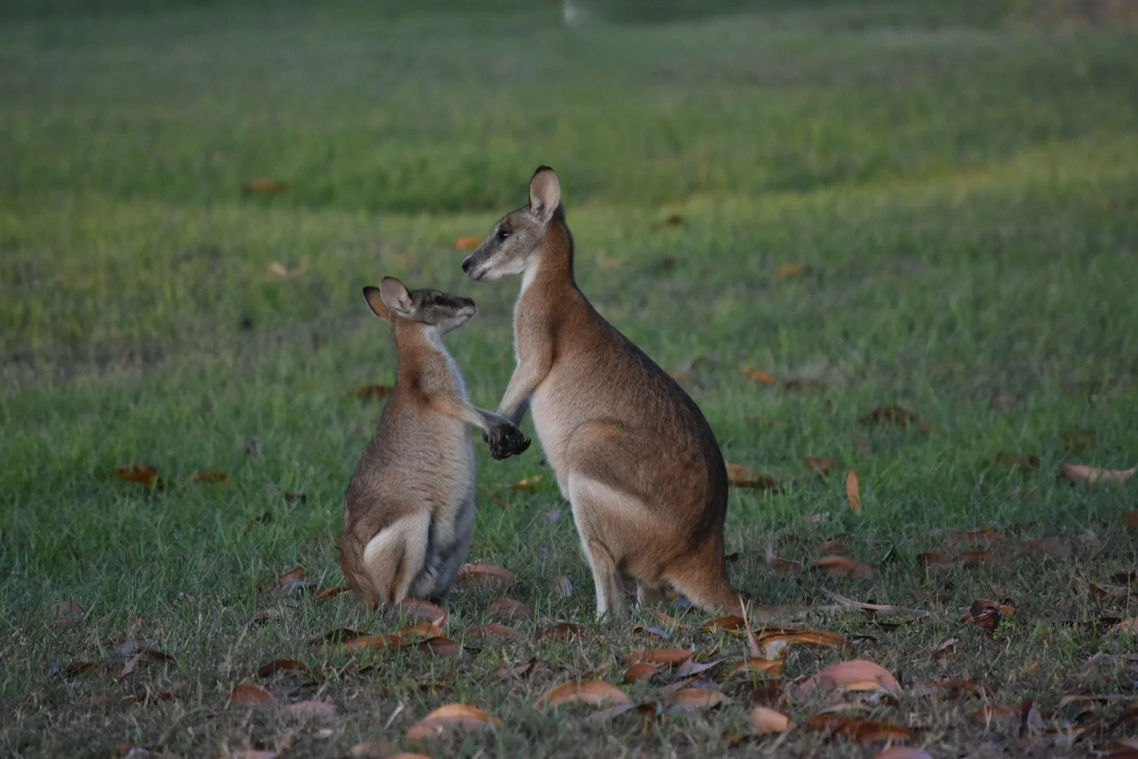Two kangaroos, one larger and one smaller, appear to be holding hands and touching noses on a grassy area with scattered leaves.