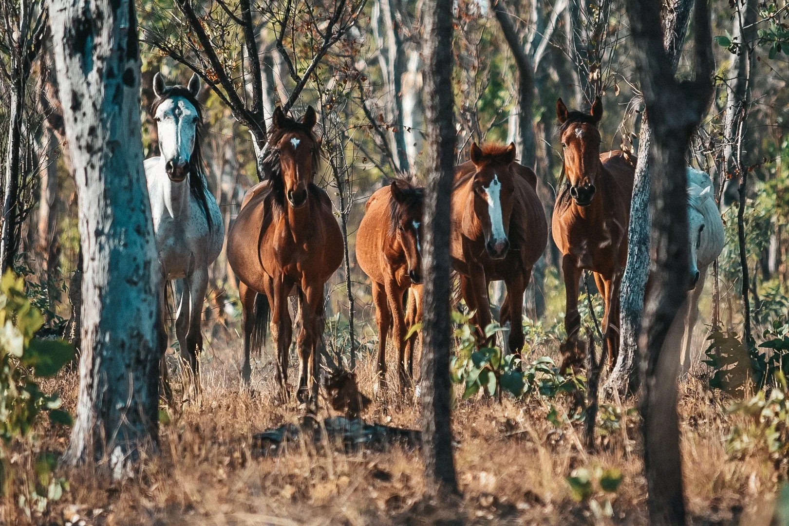 Six horses standing among trees in a wooded area, sunlight filtering through the branches.