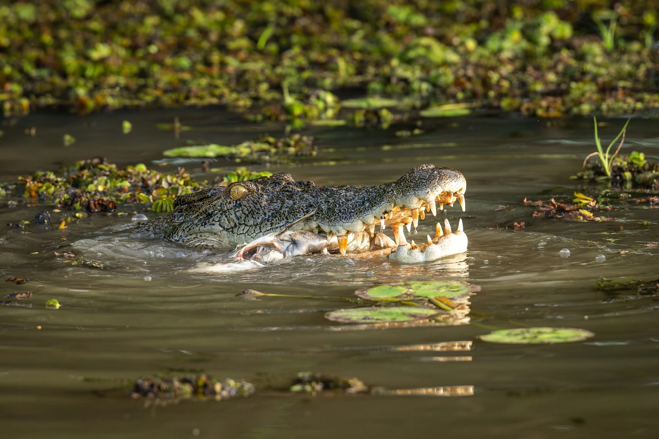 A crocodile swimming in a swamp or marsh with green aquatic plants and lily pads on the water surface.