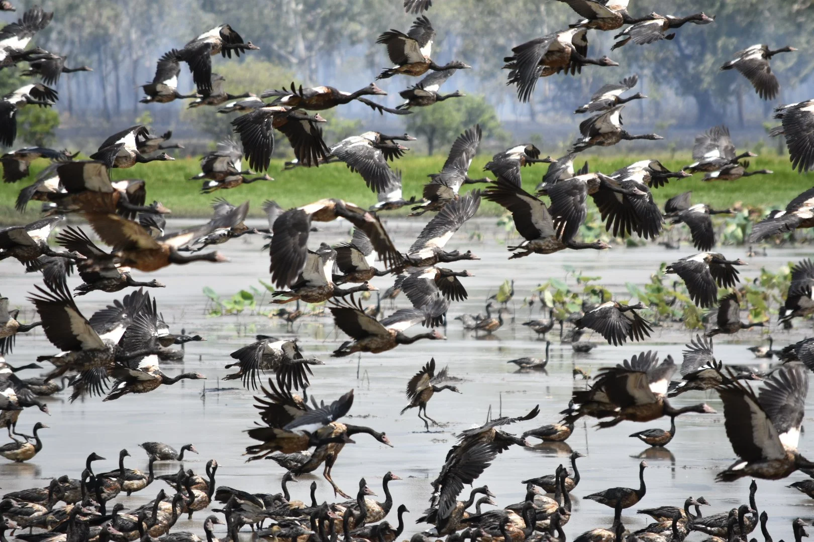 A large flock of ducks flying over a wetland area, with some ducks on the water and lush greenery in the background.