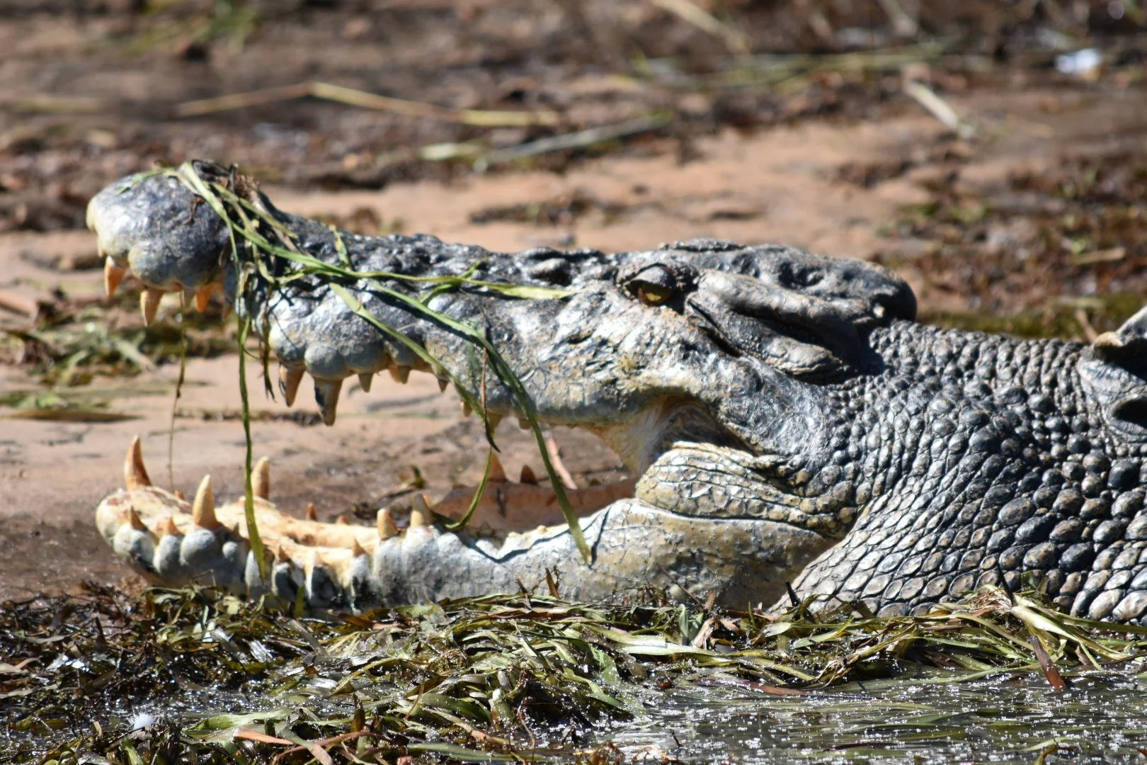 A large crocodile with its mouth open, biting a piece of green vegetation, lying on a marshy area with water and reeds.
