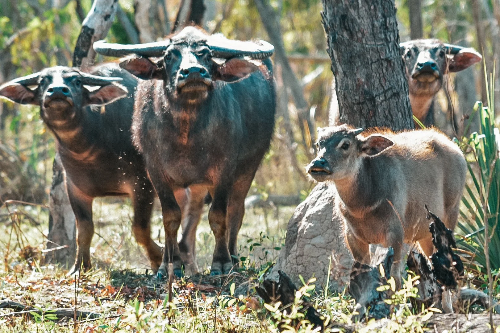 A group of Brazilian tapirs in a forest, with trees and green foliage in the background. One tapir is standing and looking at the camera, others are nearby resting or walking.