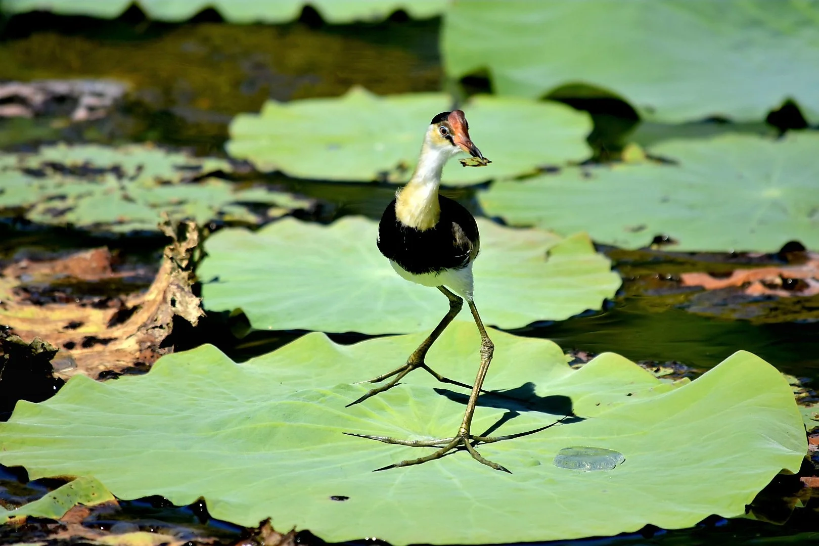 A bird walking on a lily pad on a pond, holding a small insect in its beak.