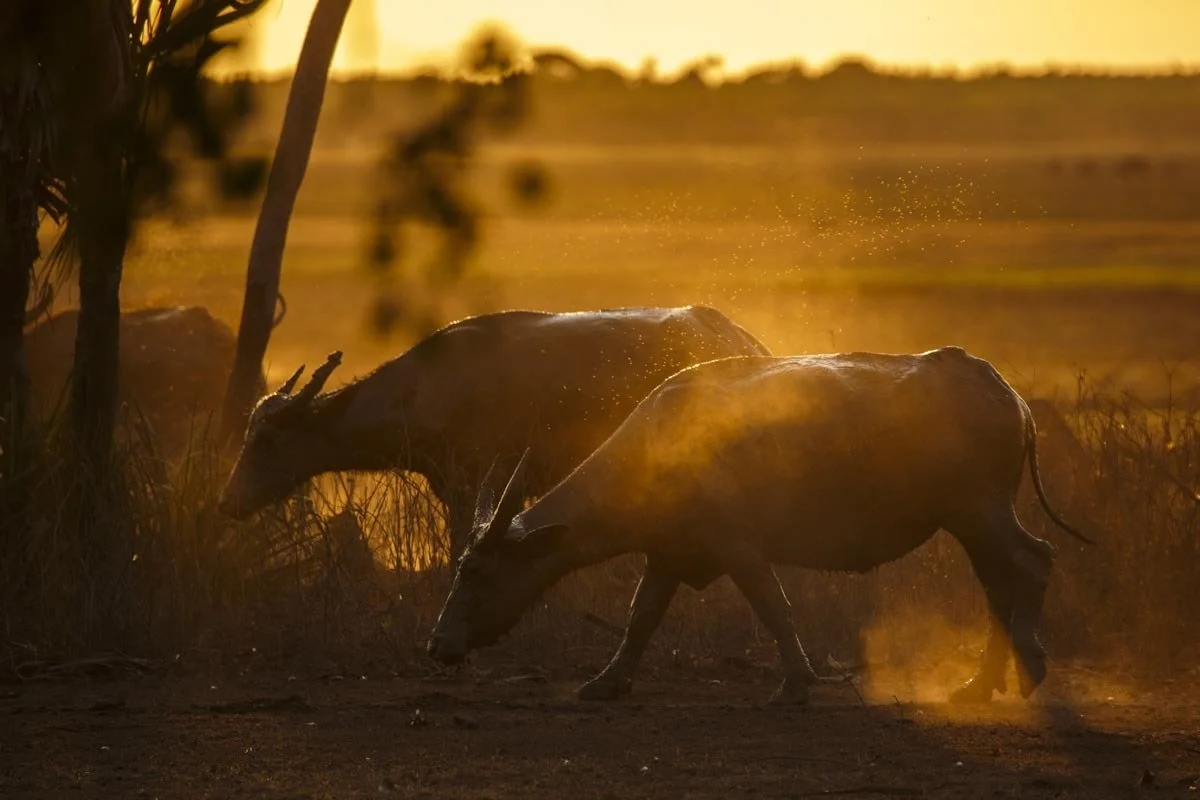 Two wildebeests walking through a dusty landscape at sunset with warm, golden light.