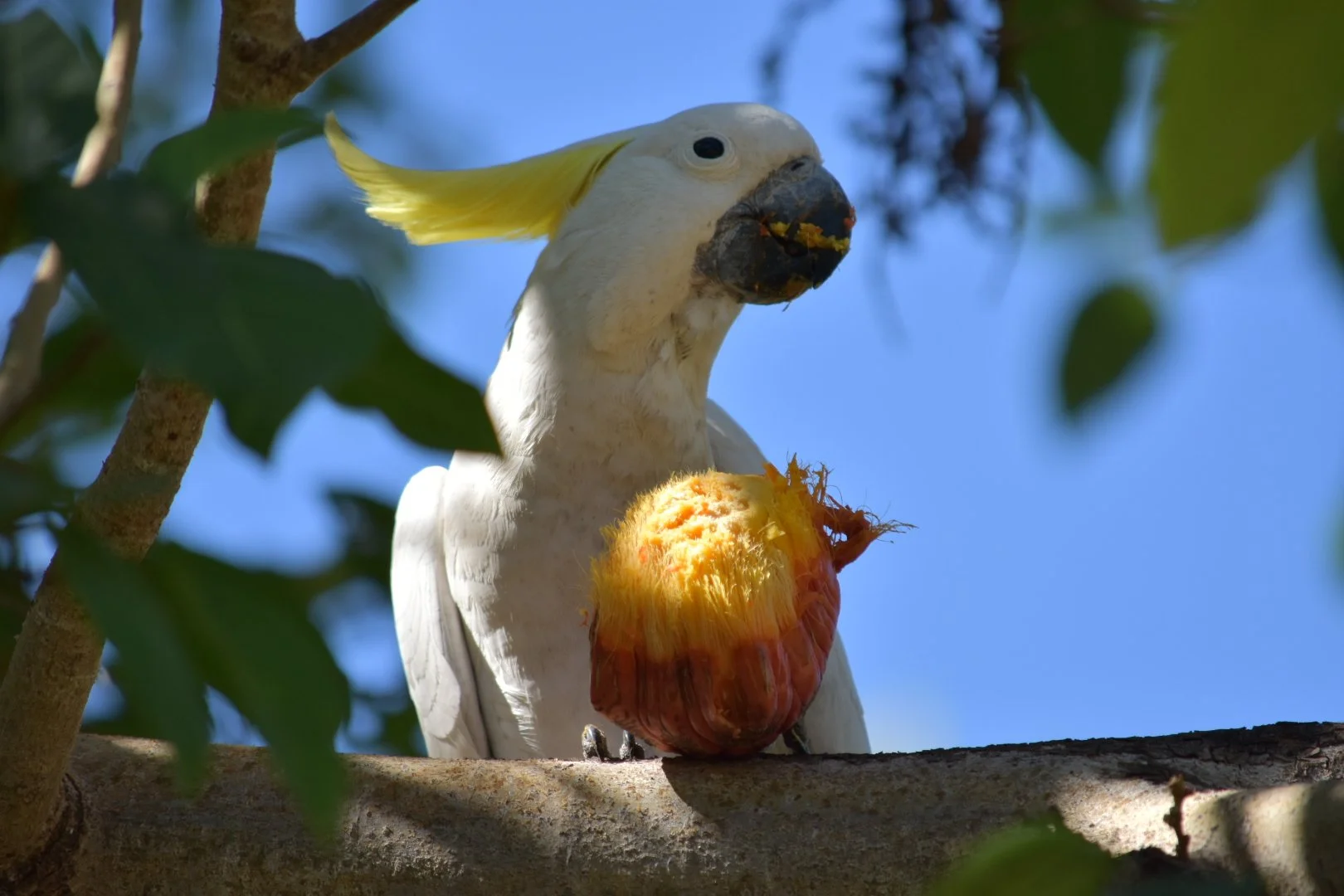 A cockatoo feeding on a large fruit in a tree, surrounded by green leaves and blue sky.