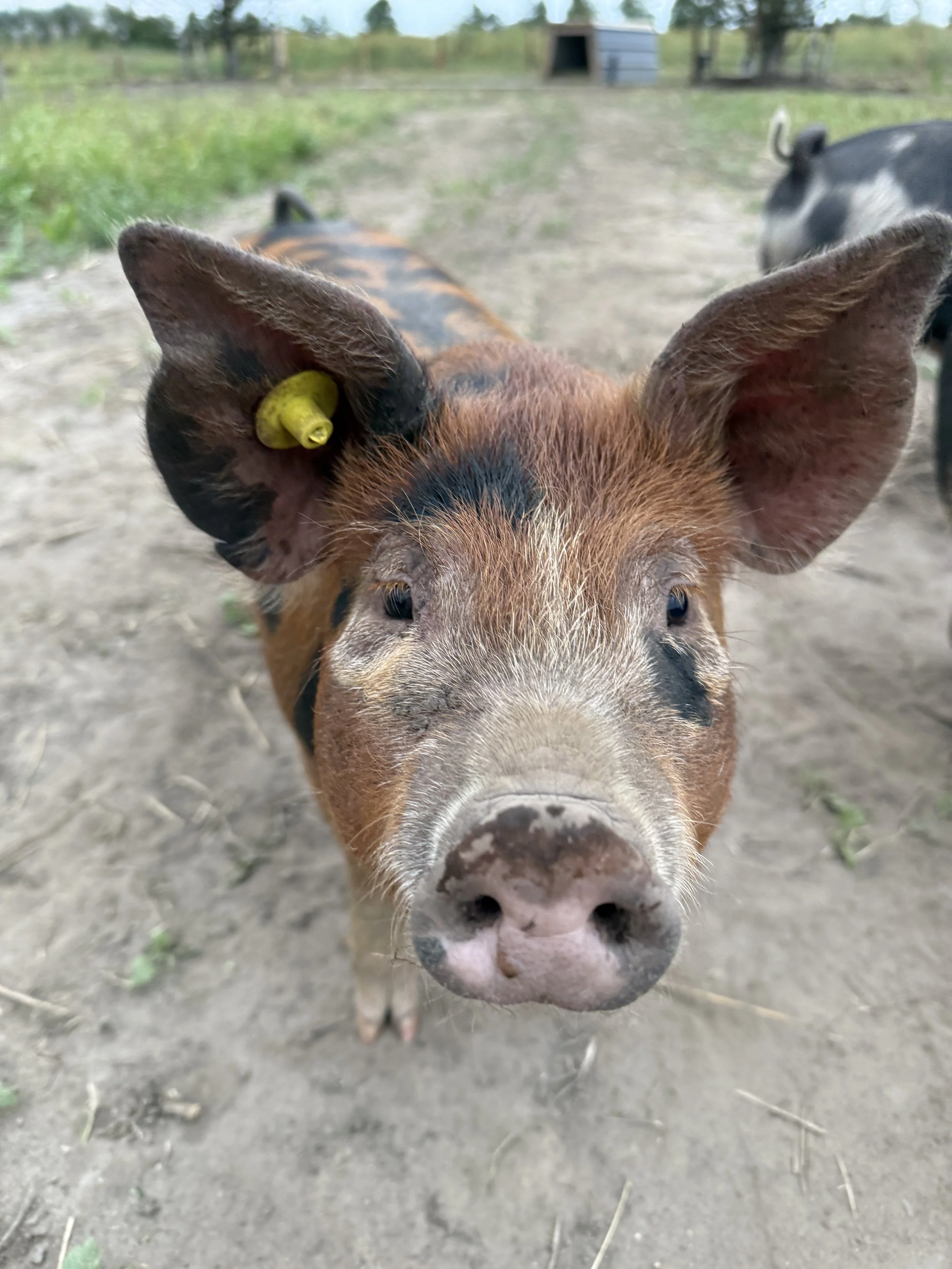 Buitengewone varkens