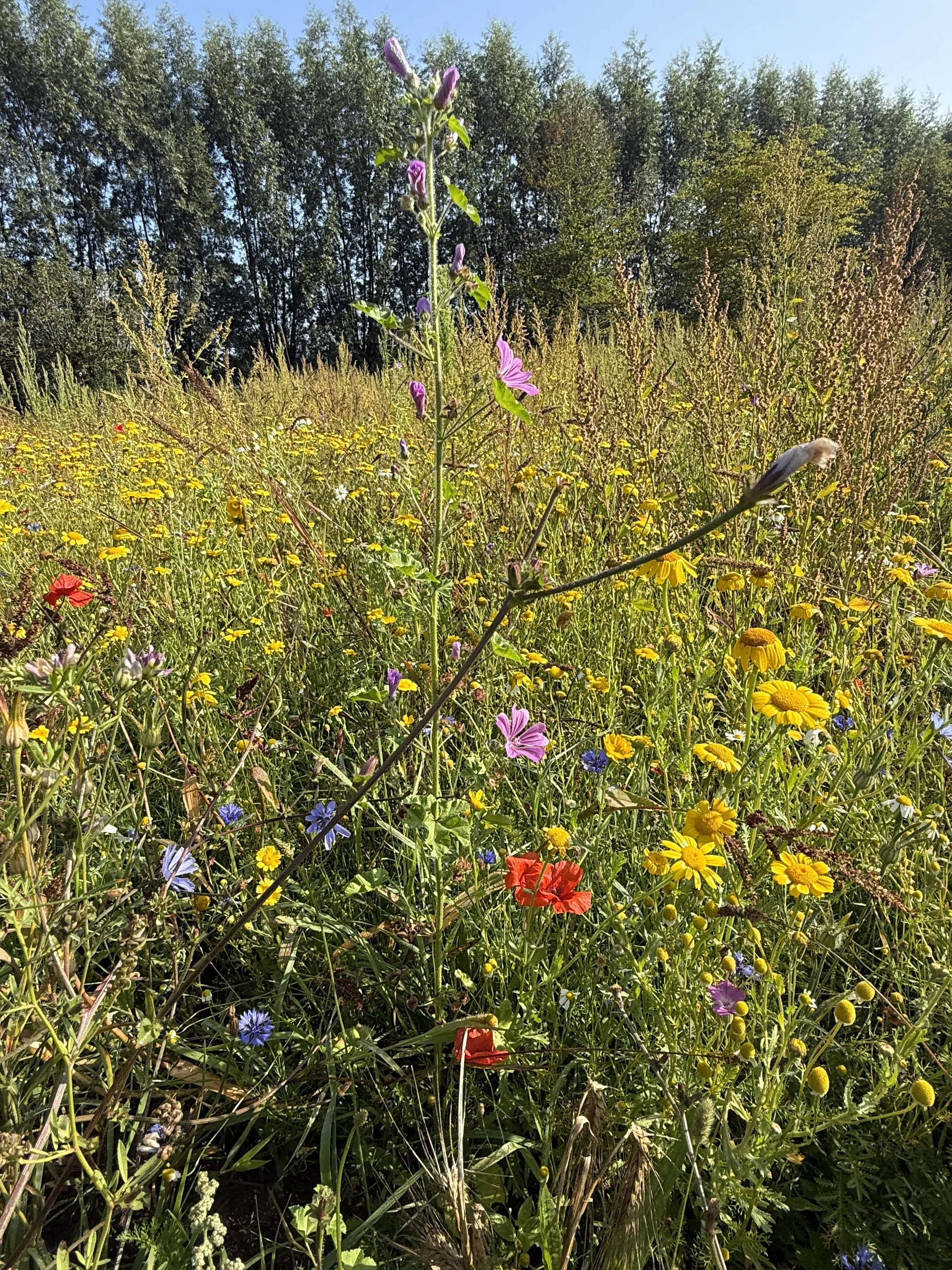 Kruidenrijk grasland