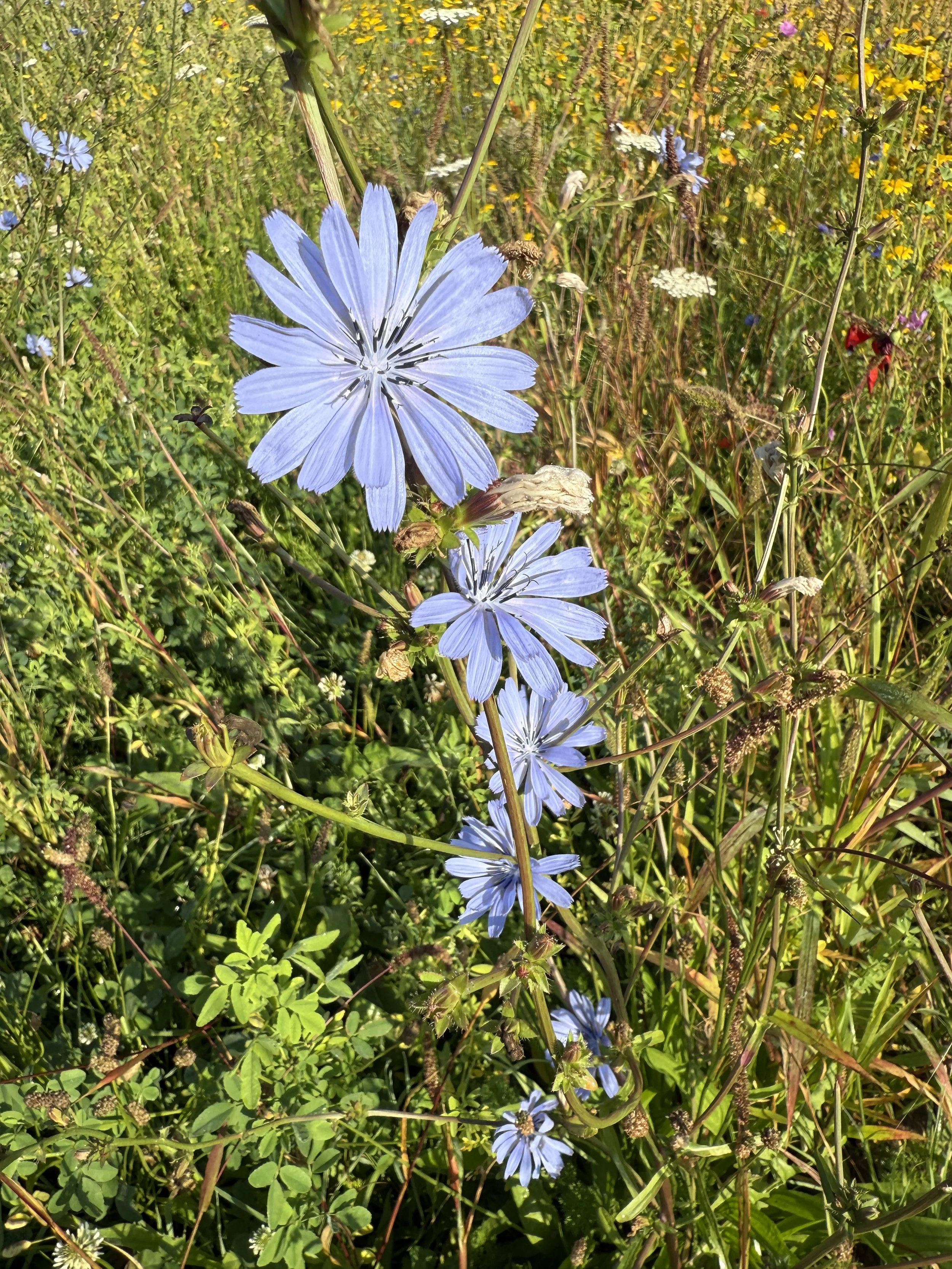 Kruidenrijk grasland