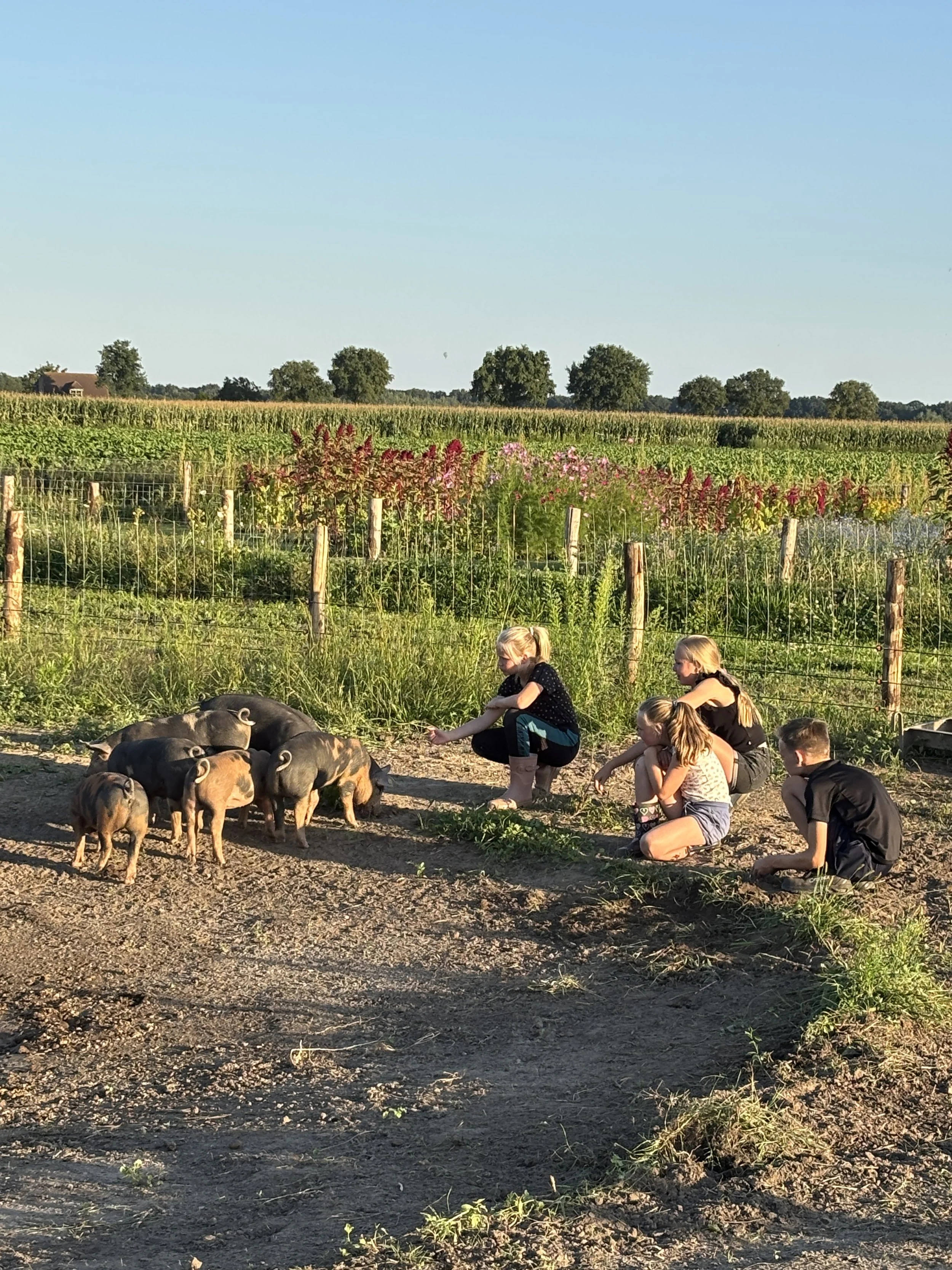 Buitengewone varkens