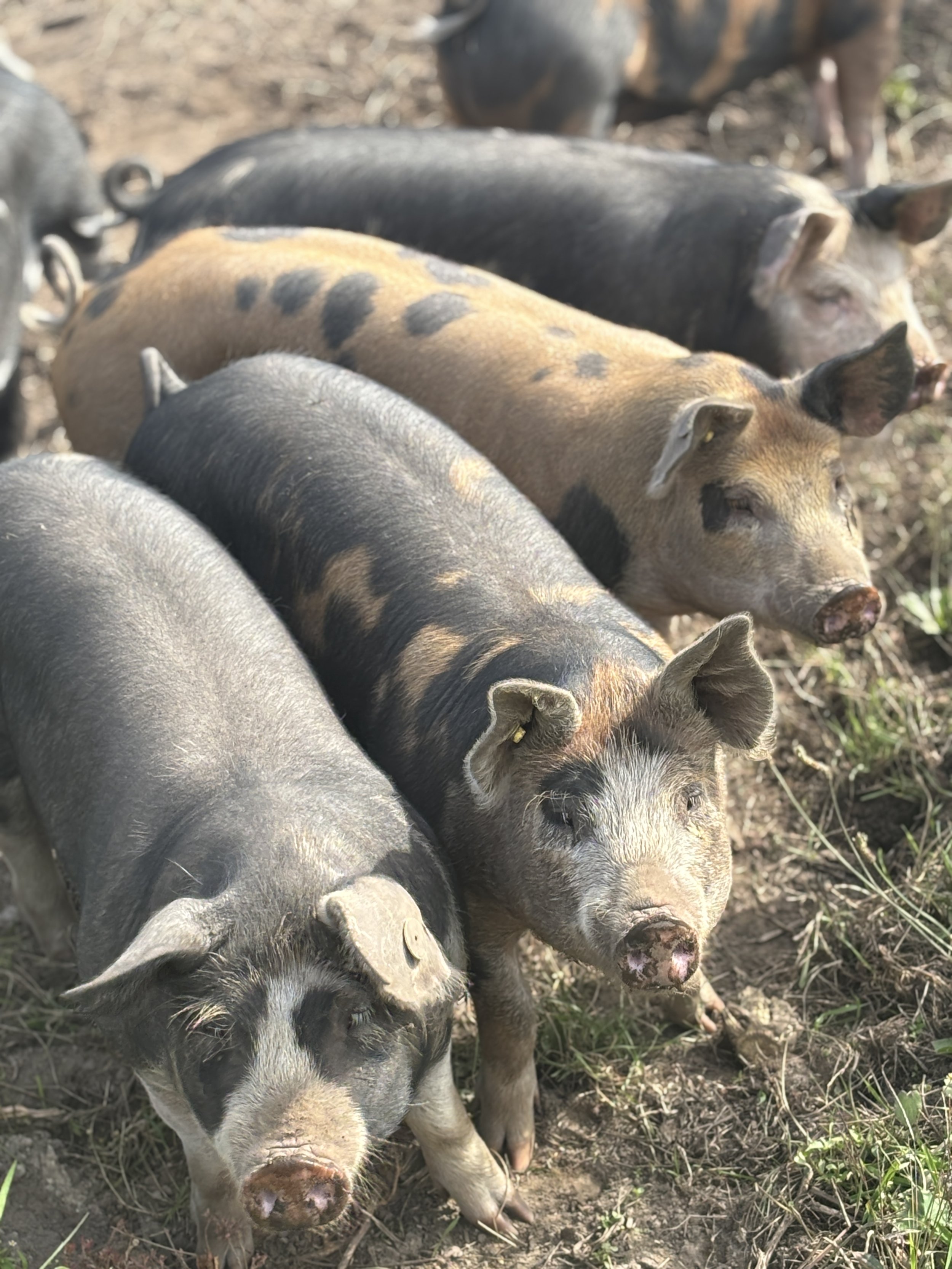 Buitengewone varkens