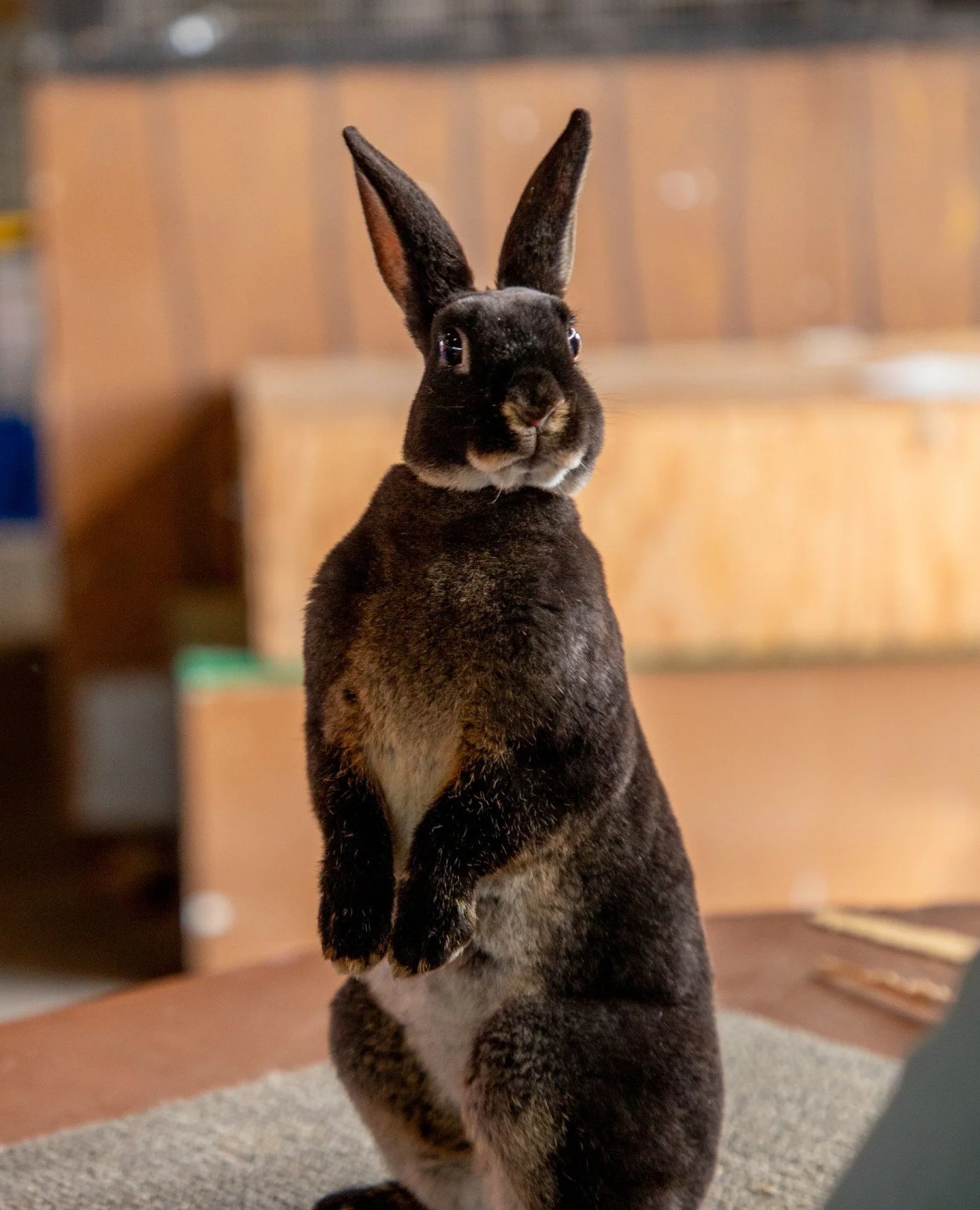 Hoppy Easter from everybunny at the Clark County Fair 🐰🎡