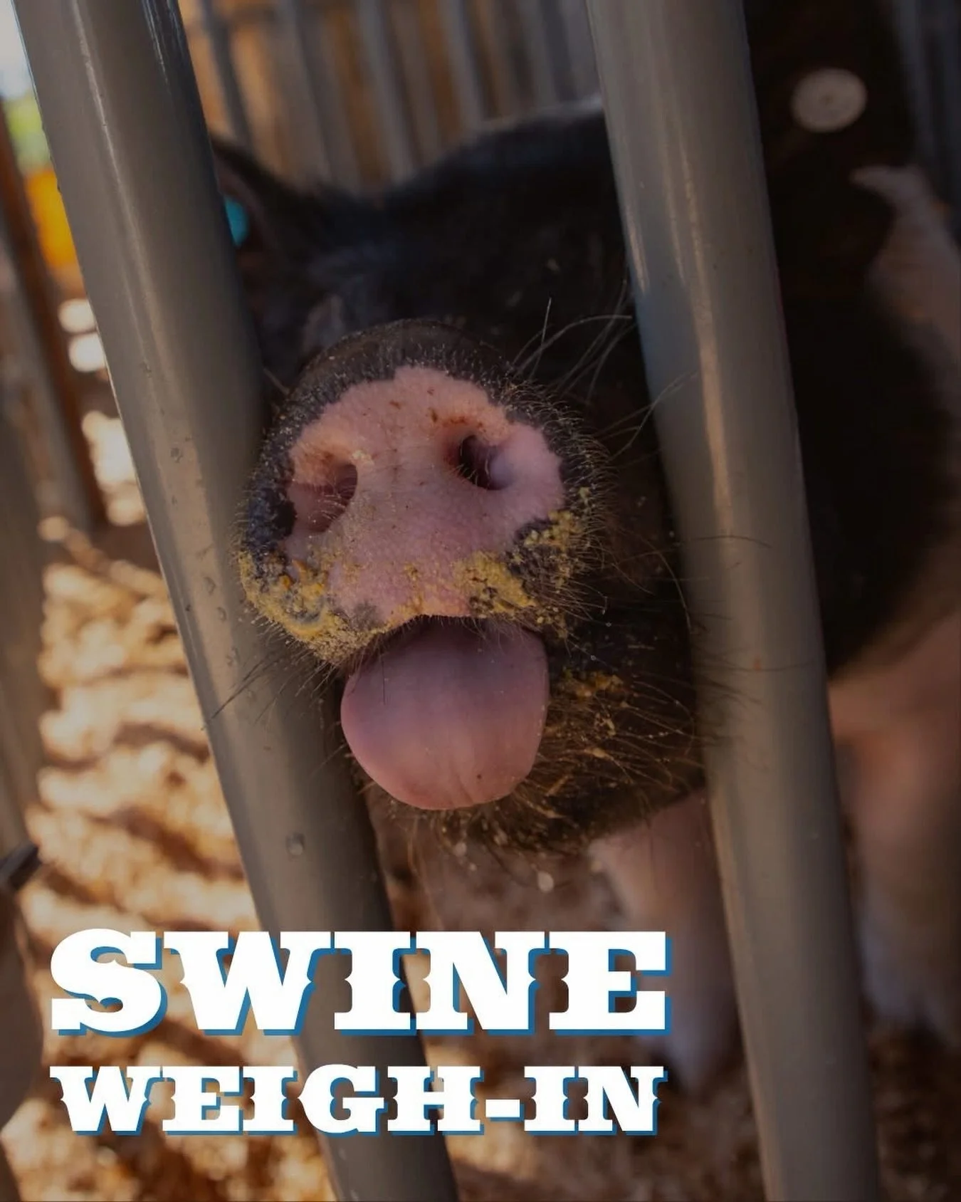 Time to bring in the bacon! 🐷 Swine Weigh-In happens Saturday, May 2, from 8 AM&ndash;1 PM in the Pygmy Goat Barn.