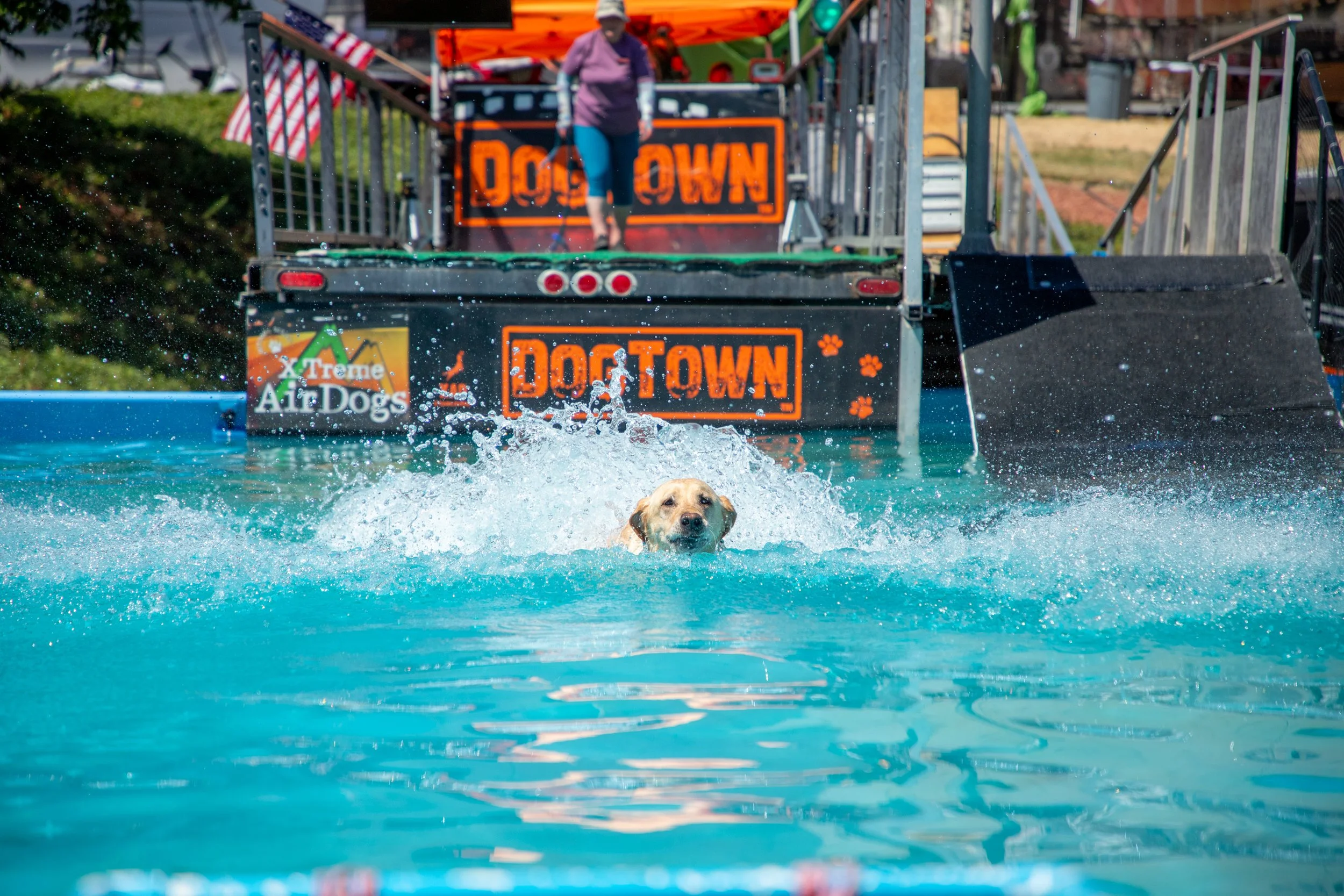 Dogtown dog swimming.jpg