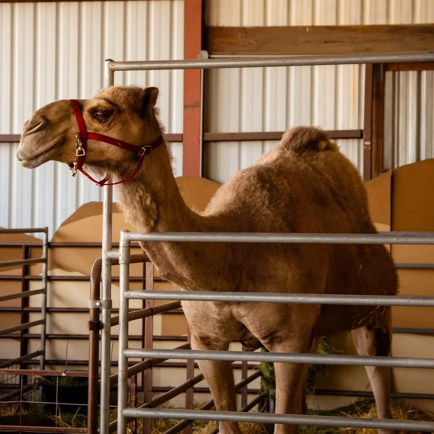 Curly the camel standing in his pen at the Clark County Fair