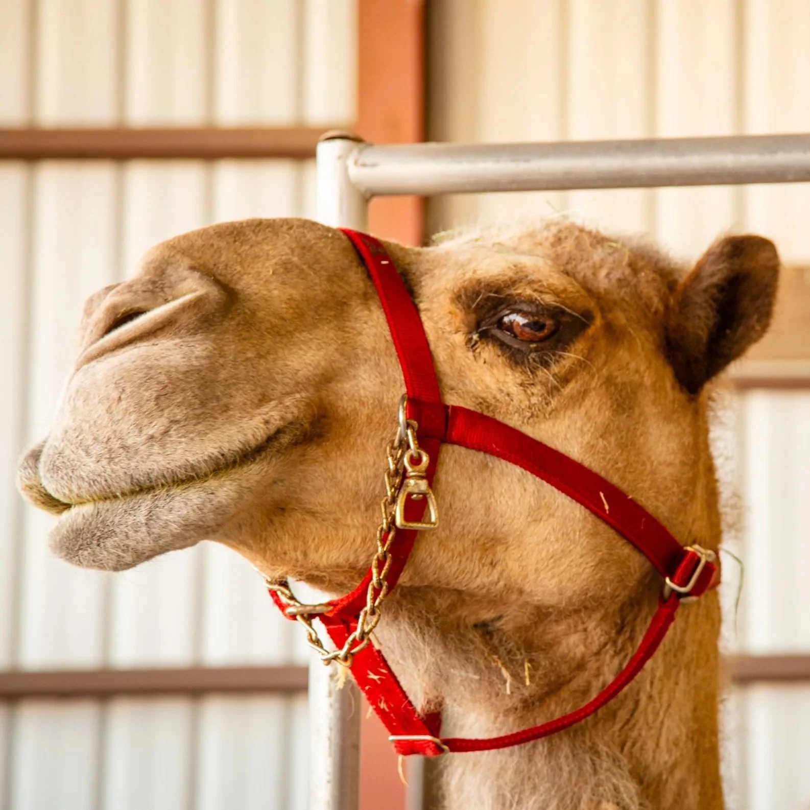 Curly the Camel & Friends