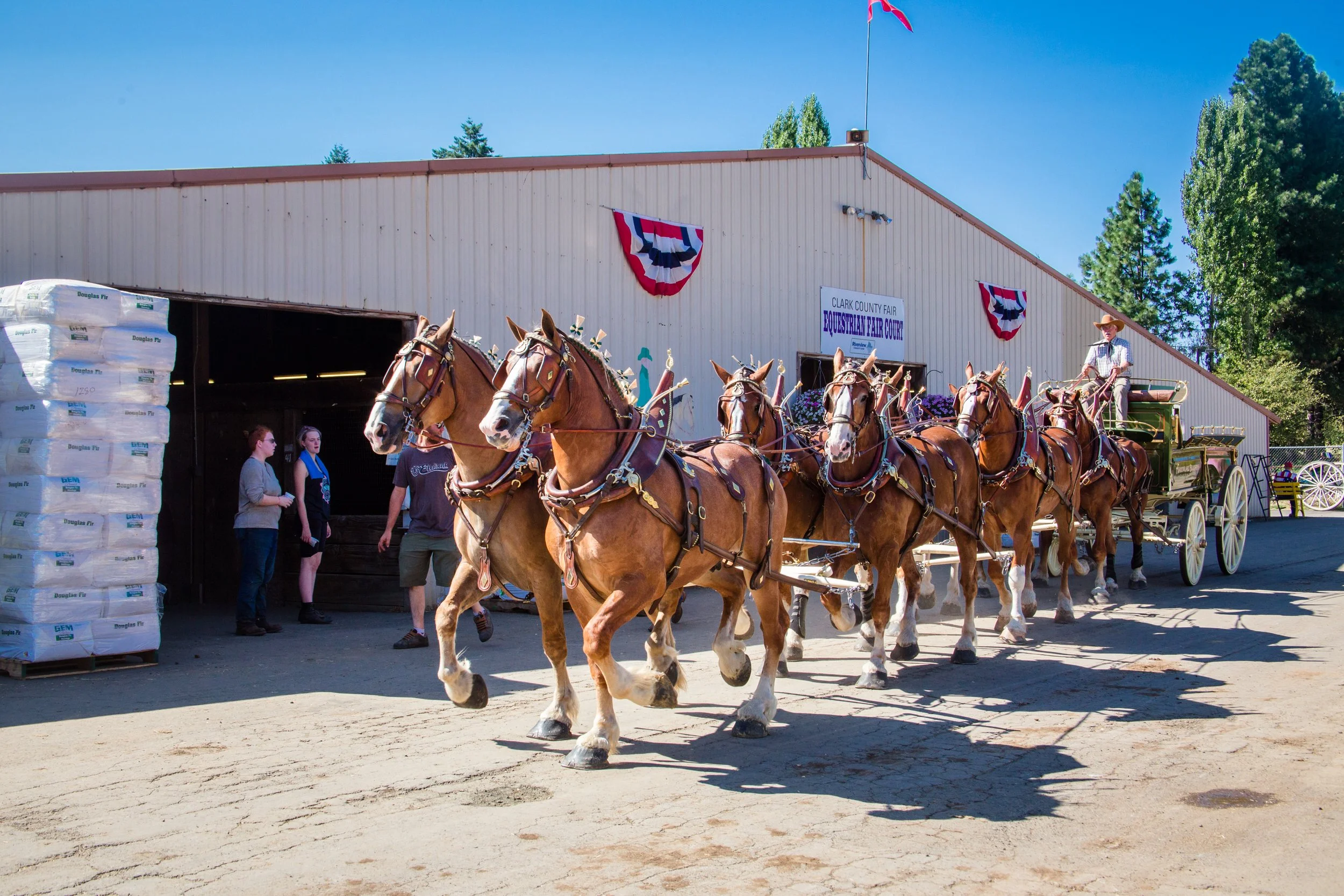 Eight Horse Hitch Team at the Clark County Fair.jpg