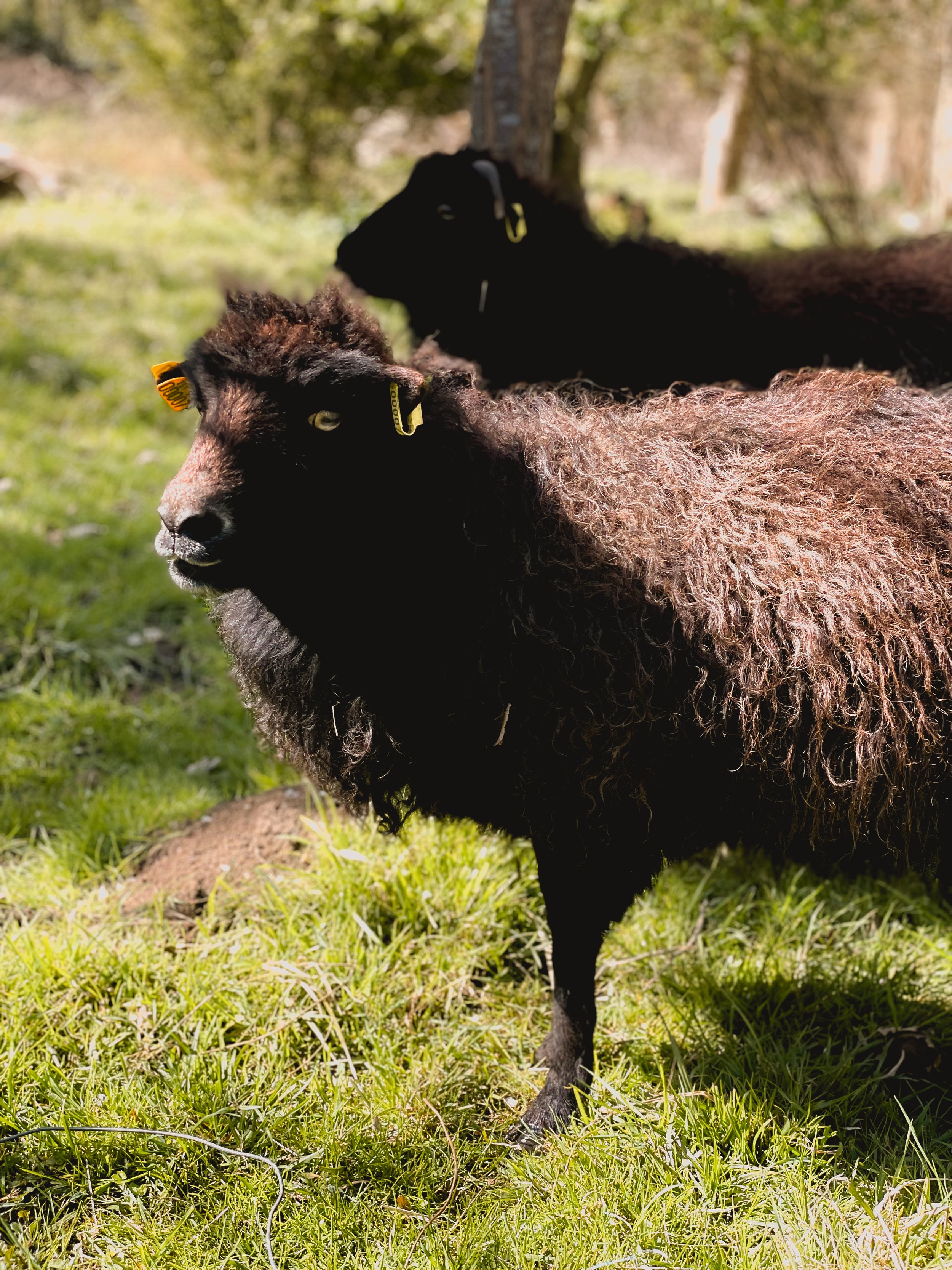 Deux chèvres, une noire et une brune, reposent dans l'herbe sous un arbre, en plein air. La chèvre brune est en premier plan, regardant sur le côté, la noire se trouve derrière avec la tête tournée de côté.