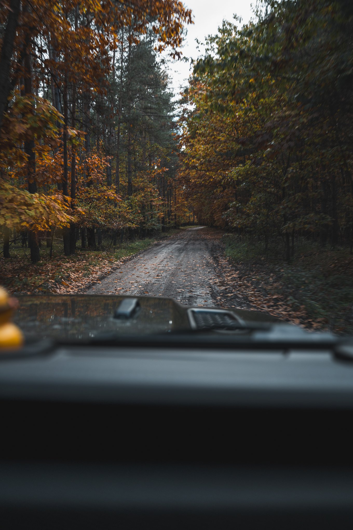 View from inside a vehicle driving on a dirt forest road surrounded by autumn-colored trees.