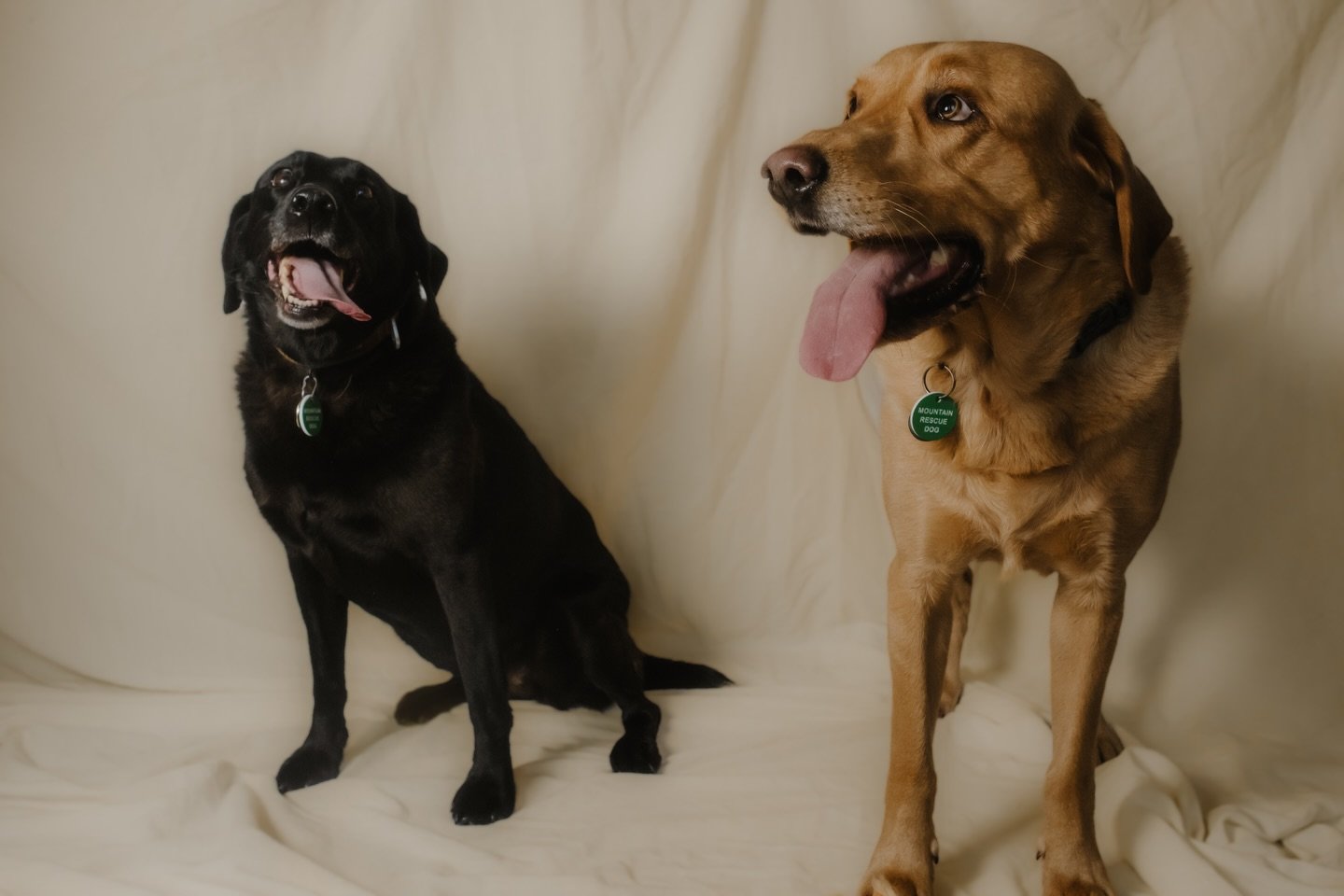 Two gorgeous labradors: Woody &amp; Evie. 

Wendy first met her dogs (ages 9 and 4) when they were tiny puppies. 

Woody came bounding into her home with the same inquisitive confidence they chose to train him as a search dog for. He&rsquo;s ruled th