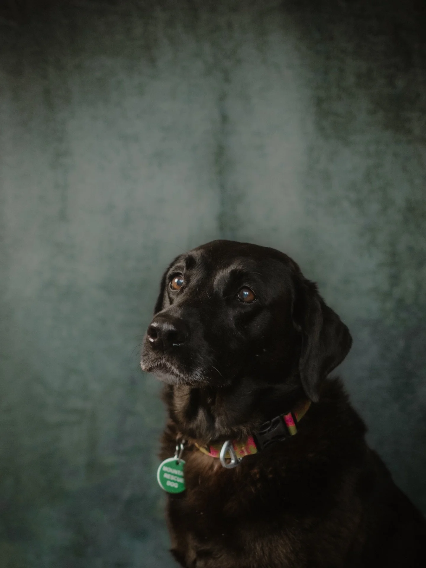 Oh, I just love dogs!!! Look at these two beautiful pups: Evie + Woody.

Do you spot the new green backdrop too? So many ideas for styles and scenes. If you have any ideas or visions, ping me a message and let&rsquo;s discuss your vision.

Dog portra