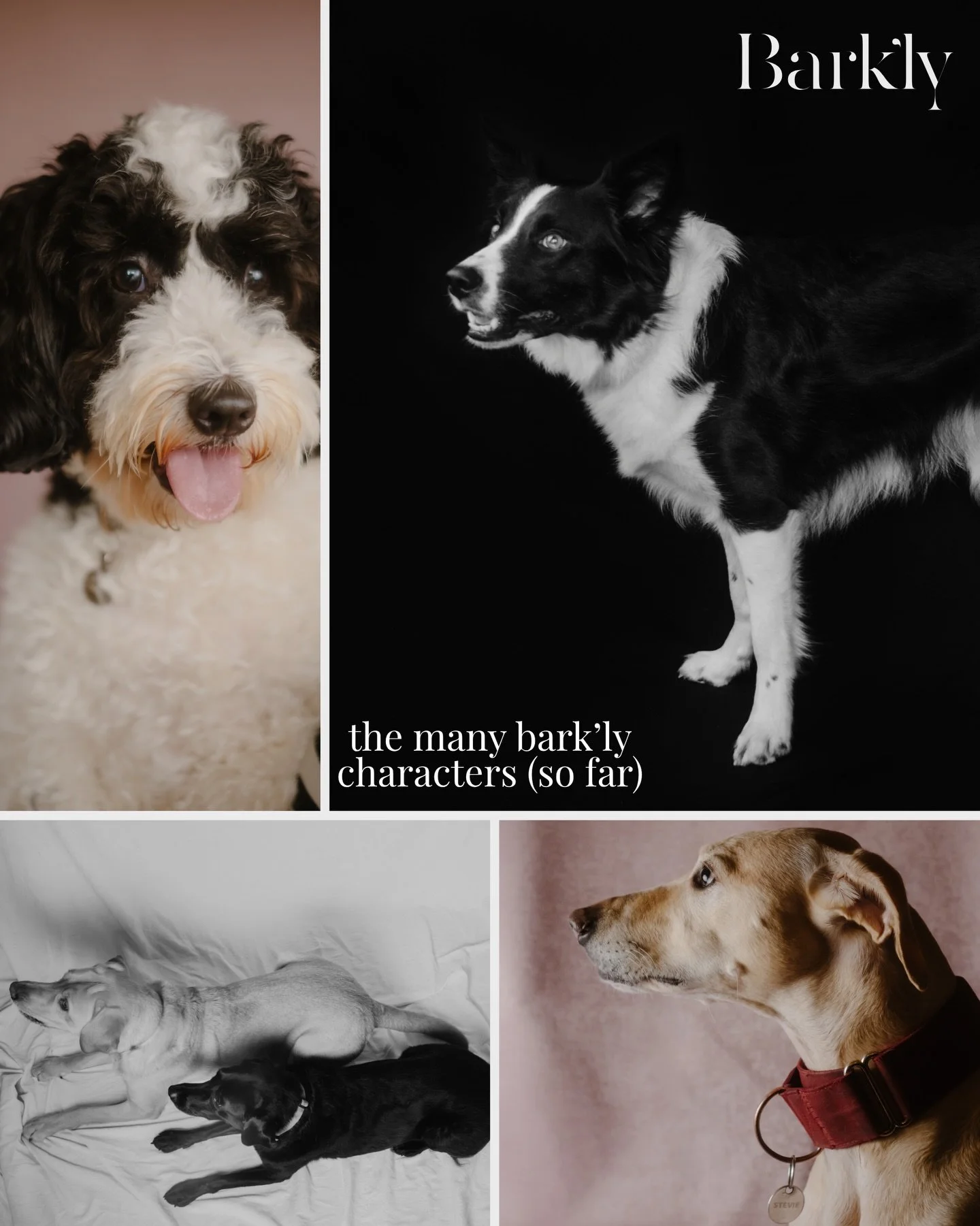 All dogs welcome. Yes, even yours! 🐾

We&rsquo;ll be at @wagspetdunblane on May 24th and @barklovefestival on July 5th. Can&rsquo;t make those dates? DM us for a private shoot!

If you&rsquo;re coming to @wagspetdunblane make sure to book your slot 