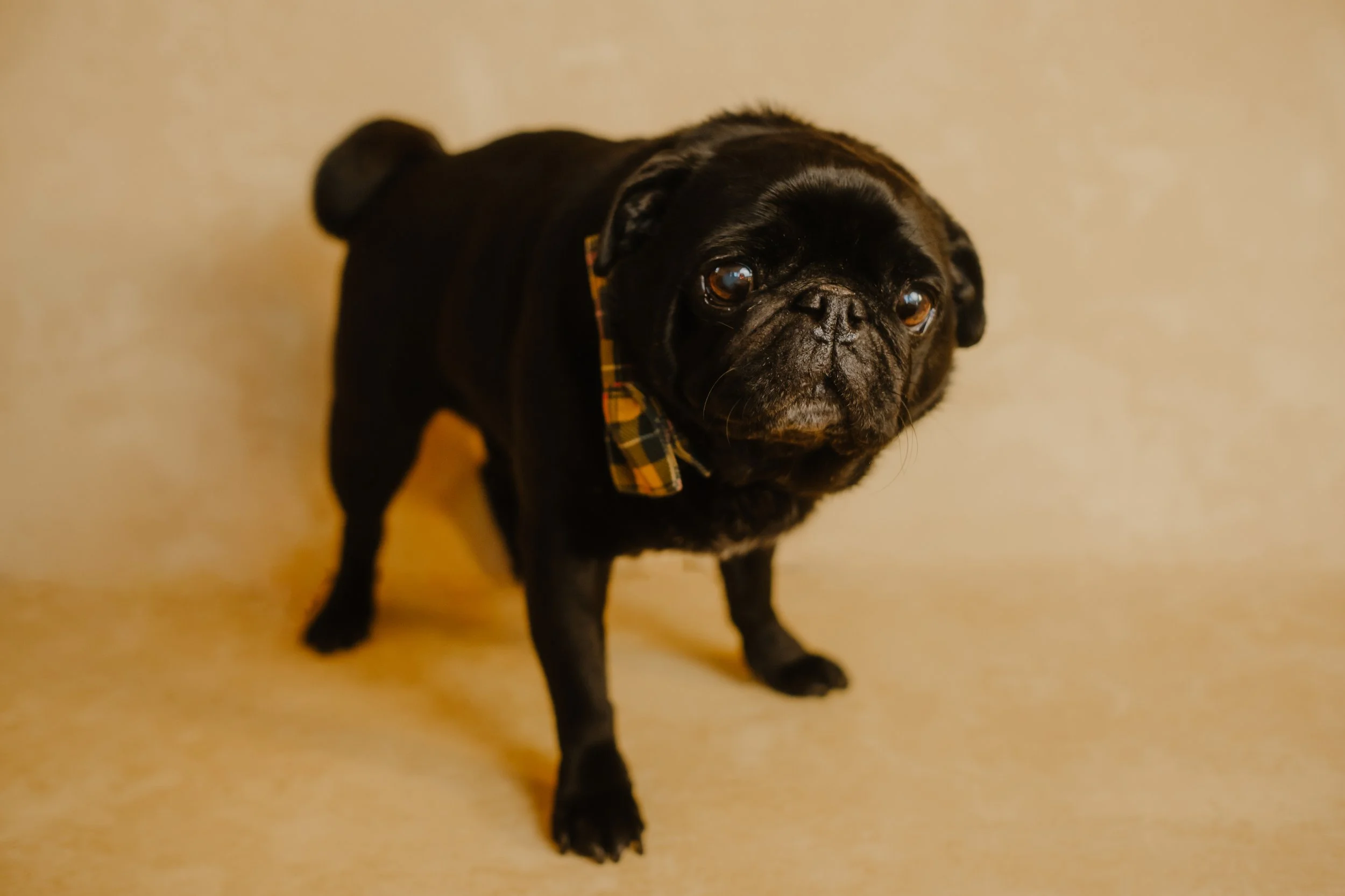 092-2025-11-39 Bark'ly.jpg