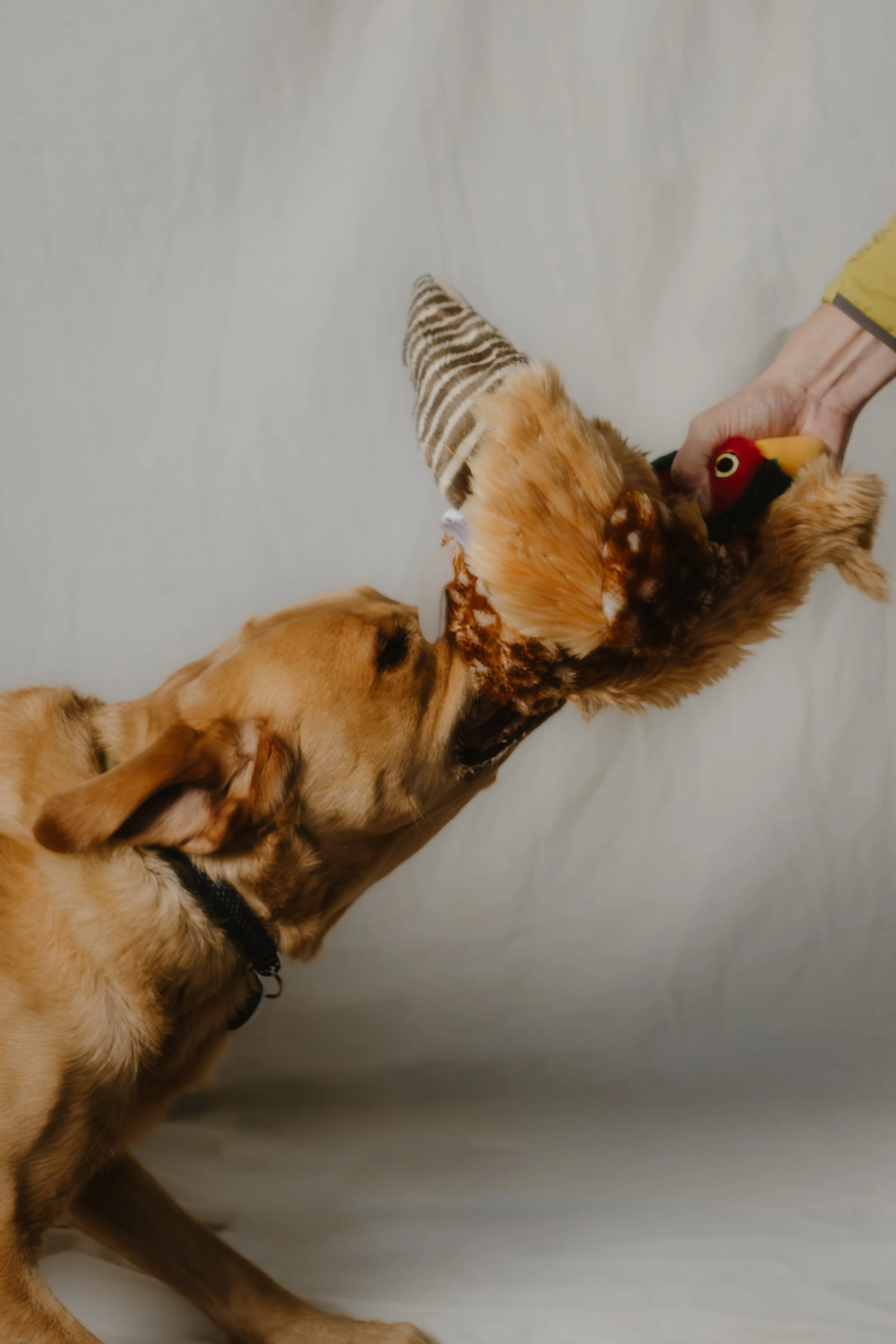 014-2026-01-10 Bark'ly Woody & Evie.JPG