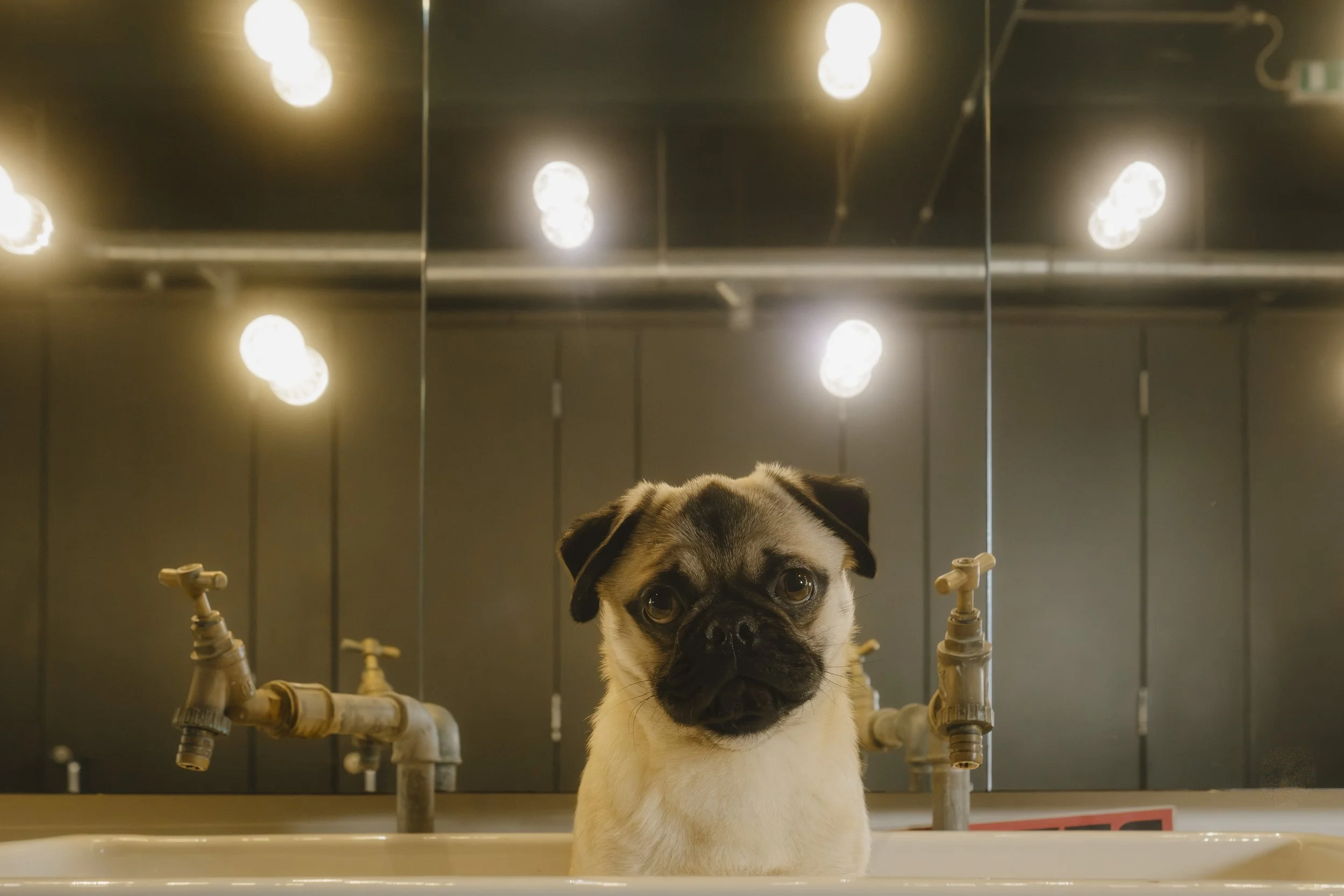 003-Barklove-promo .JPG