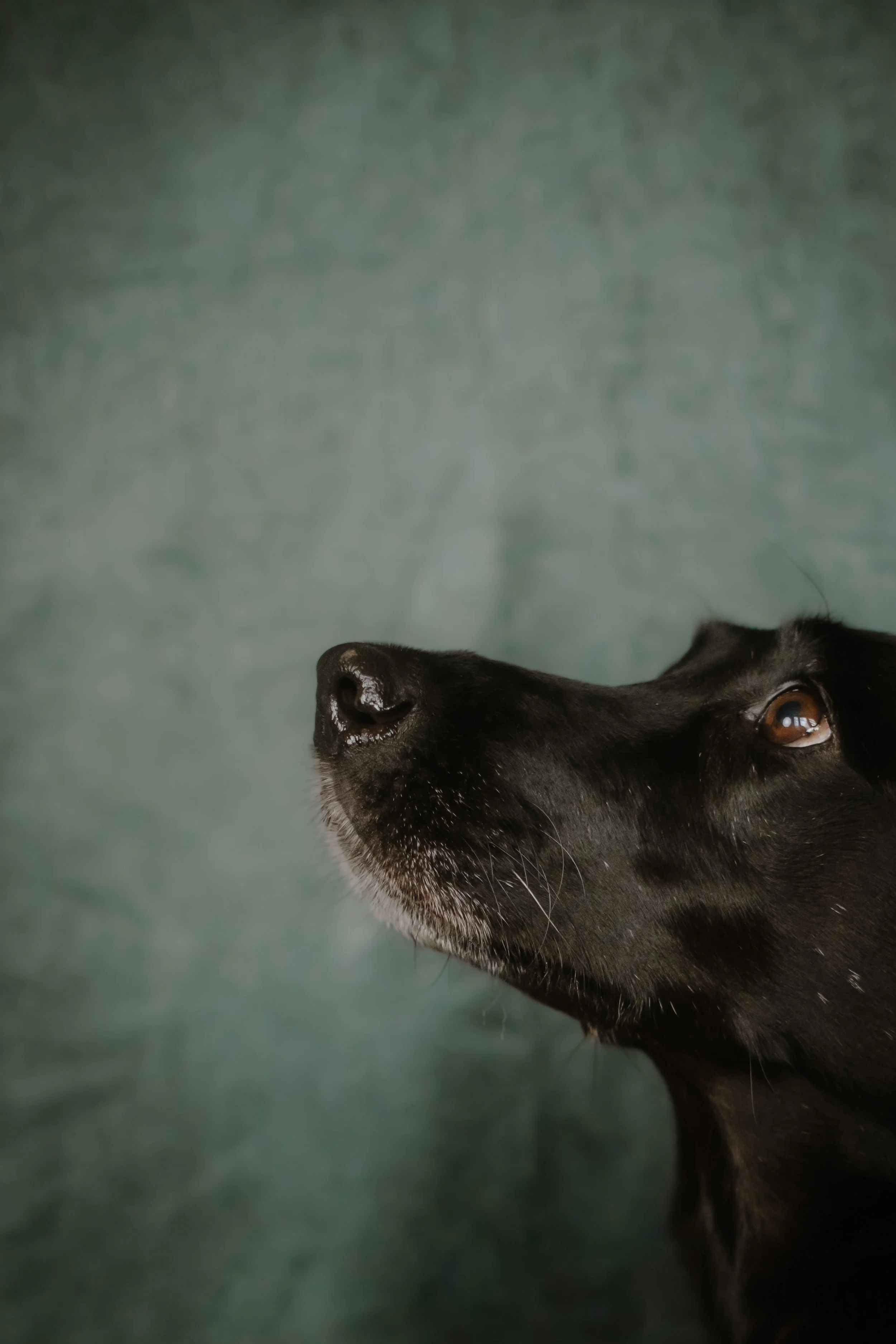 001-2026-01-10 Bark'ly Woody & Evie.JPG