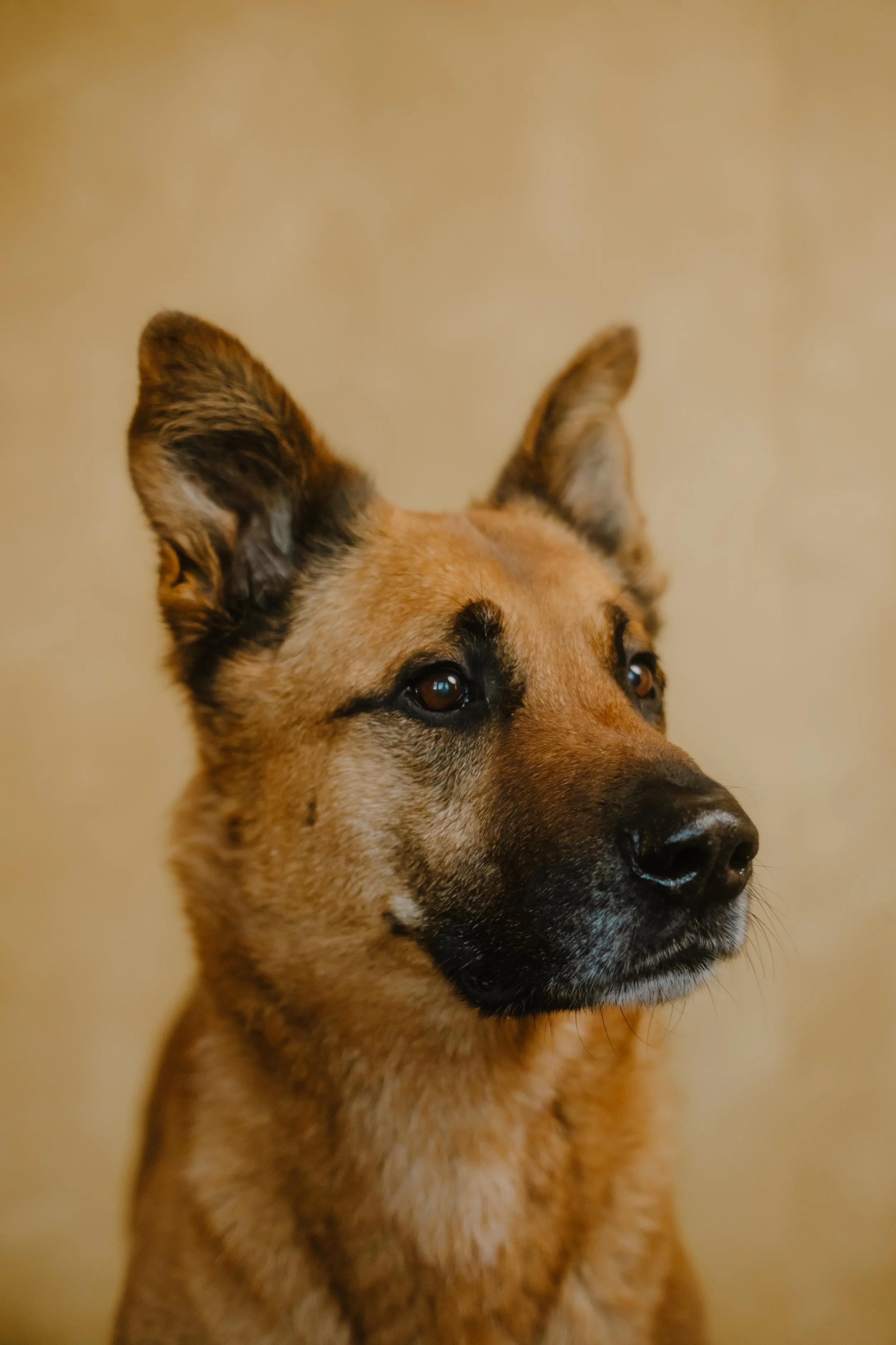 106-2025-11-39 Bark'ly.jpg