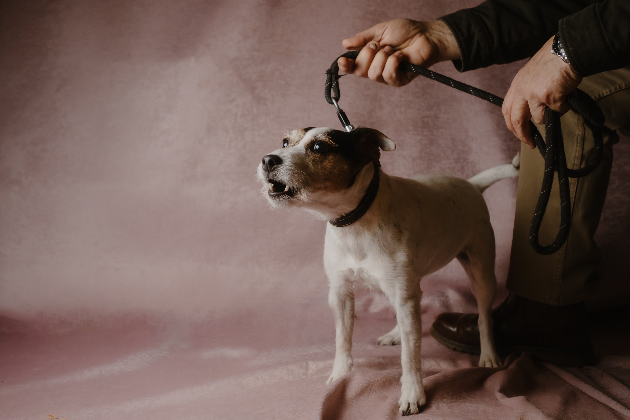 009-19-Pippa & Hank.JPG