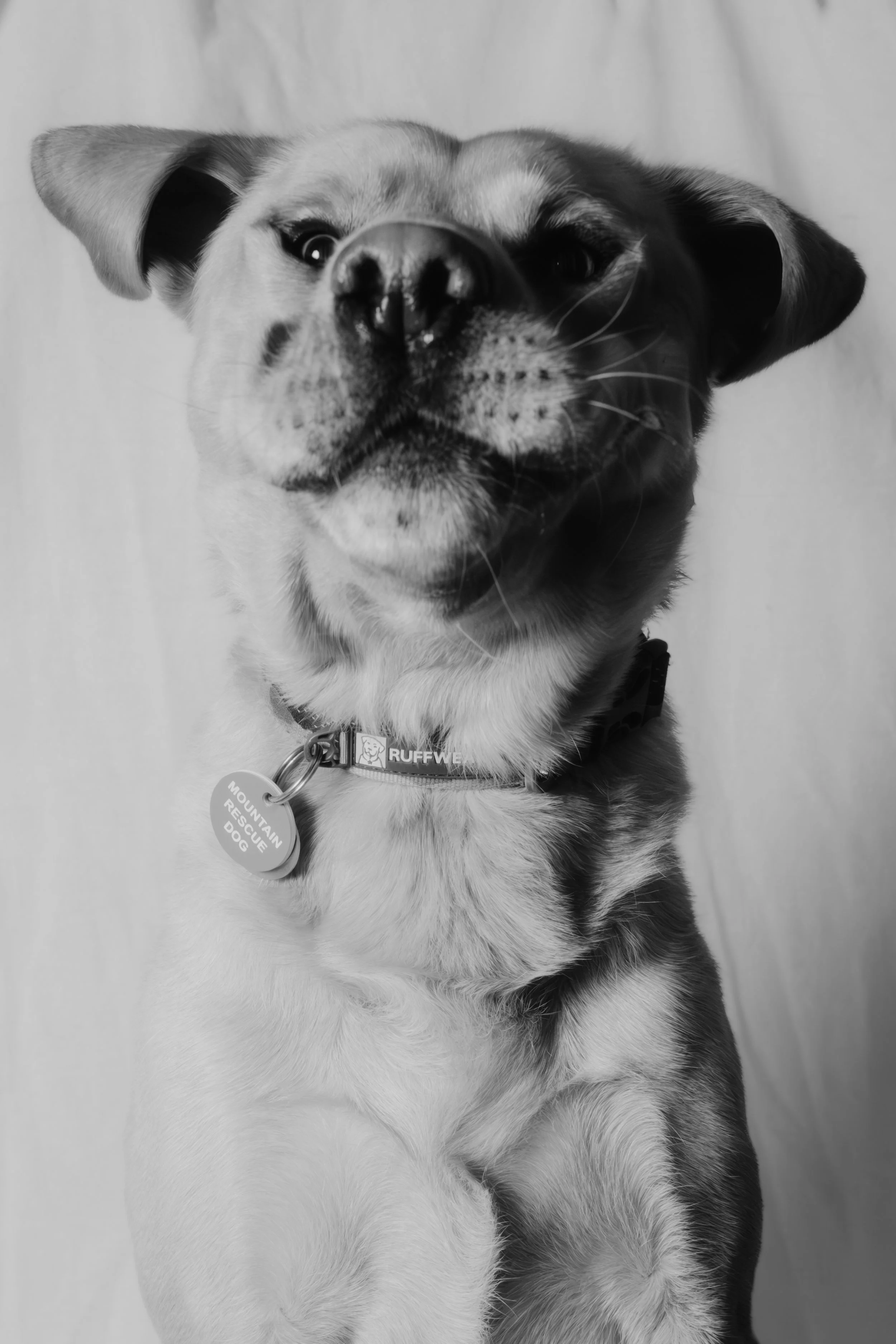 010-2026-01-10 Bark'ly Woody & Evie.JPG