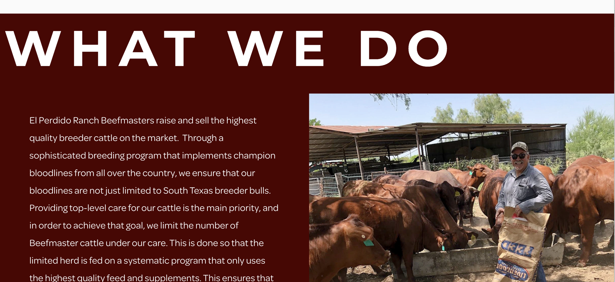 A man in a gray shirt, sunglasses, and a cap standing among brown cattle at a ranch, with a barn and trees in the background.