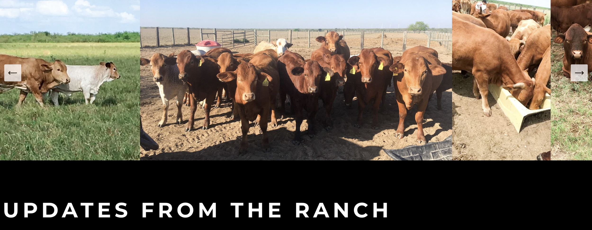 graphic design pause creative el perdido ranch