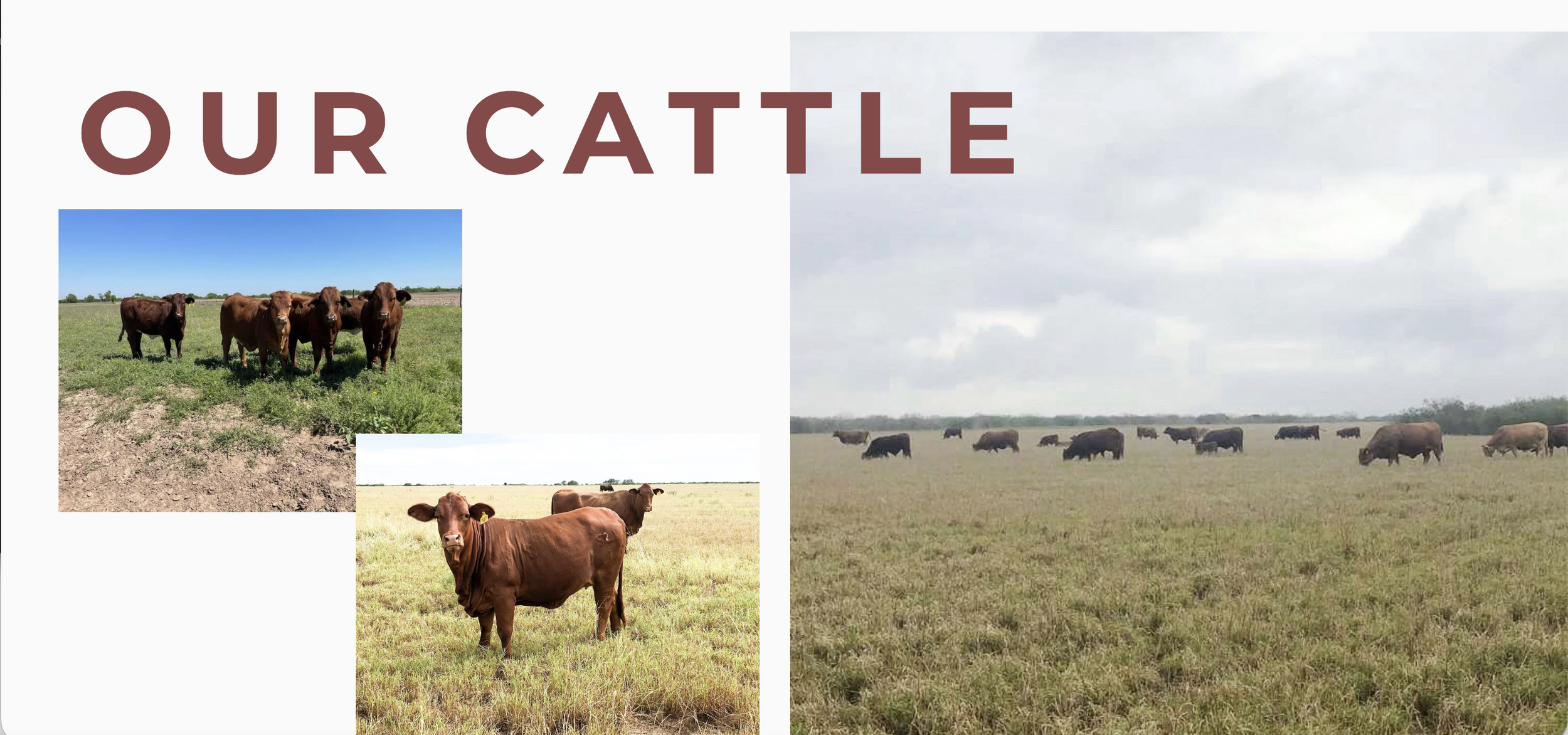 El Perdido Ranch Website Creation