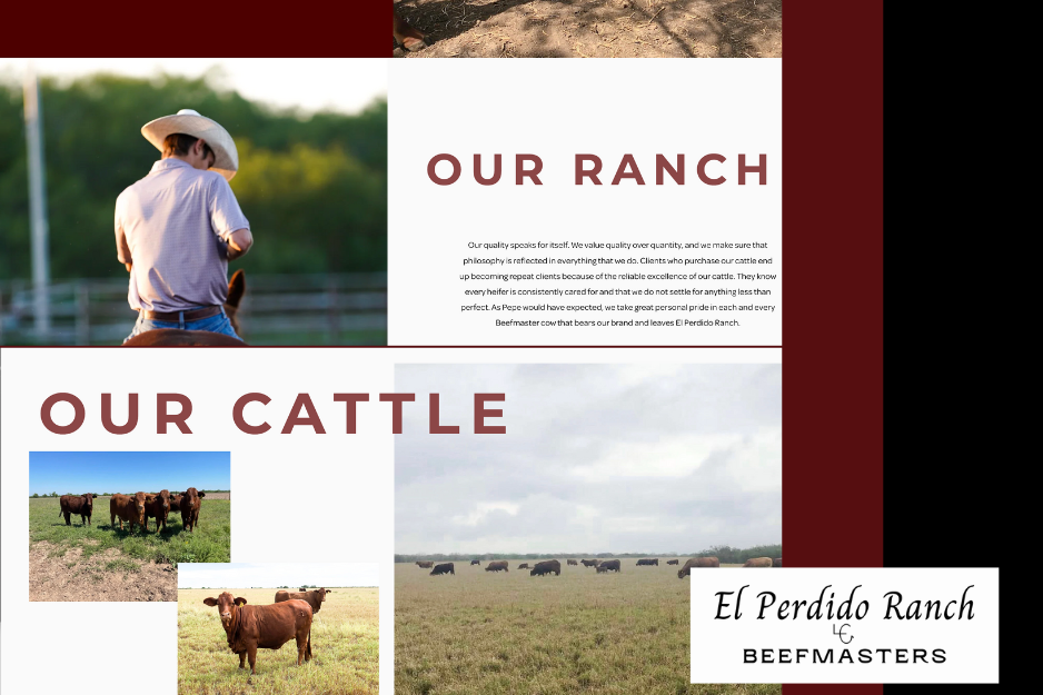 El Perdido Website and logo design
