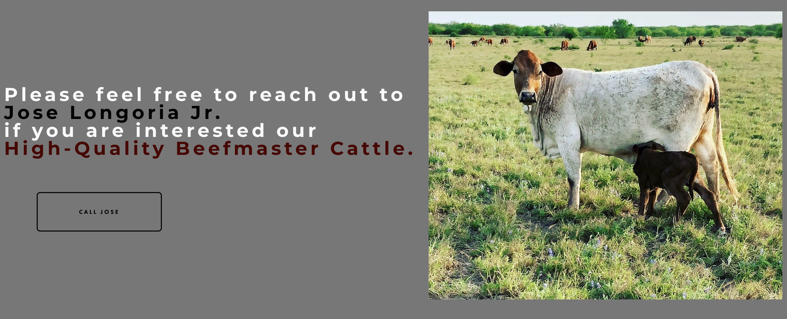 A cow standing in a green pasture with a black calf nursing underneath its belly. The background features more cows and green trees under a clear sky.