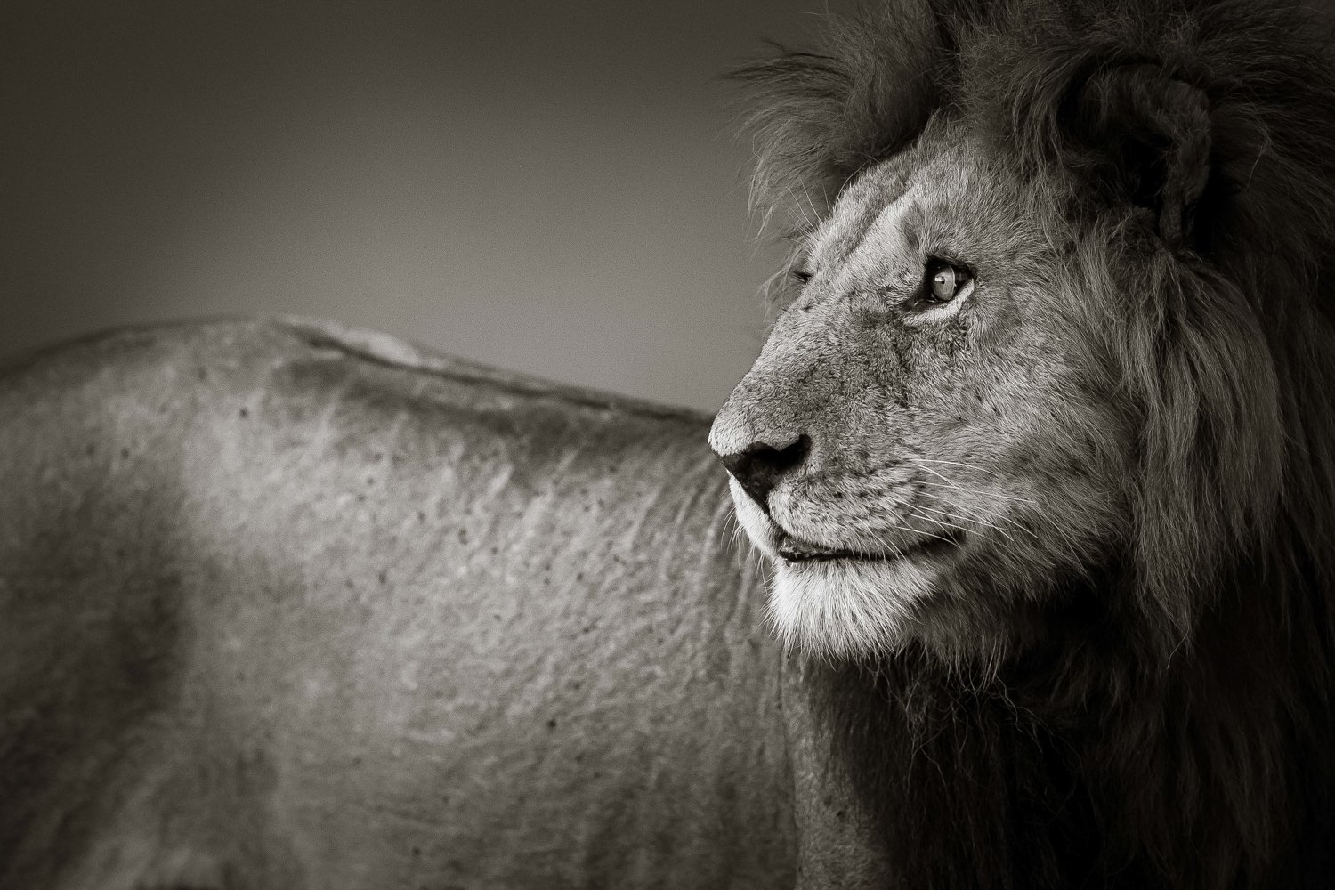 Close-up of a male lion's face, showing detailed features and mane in grayscale.